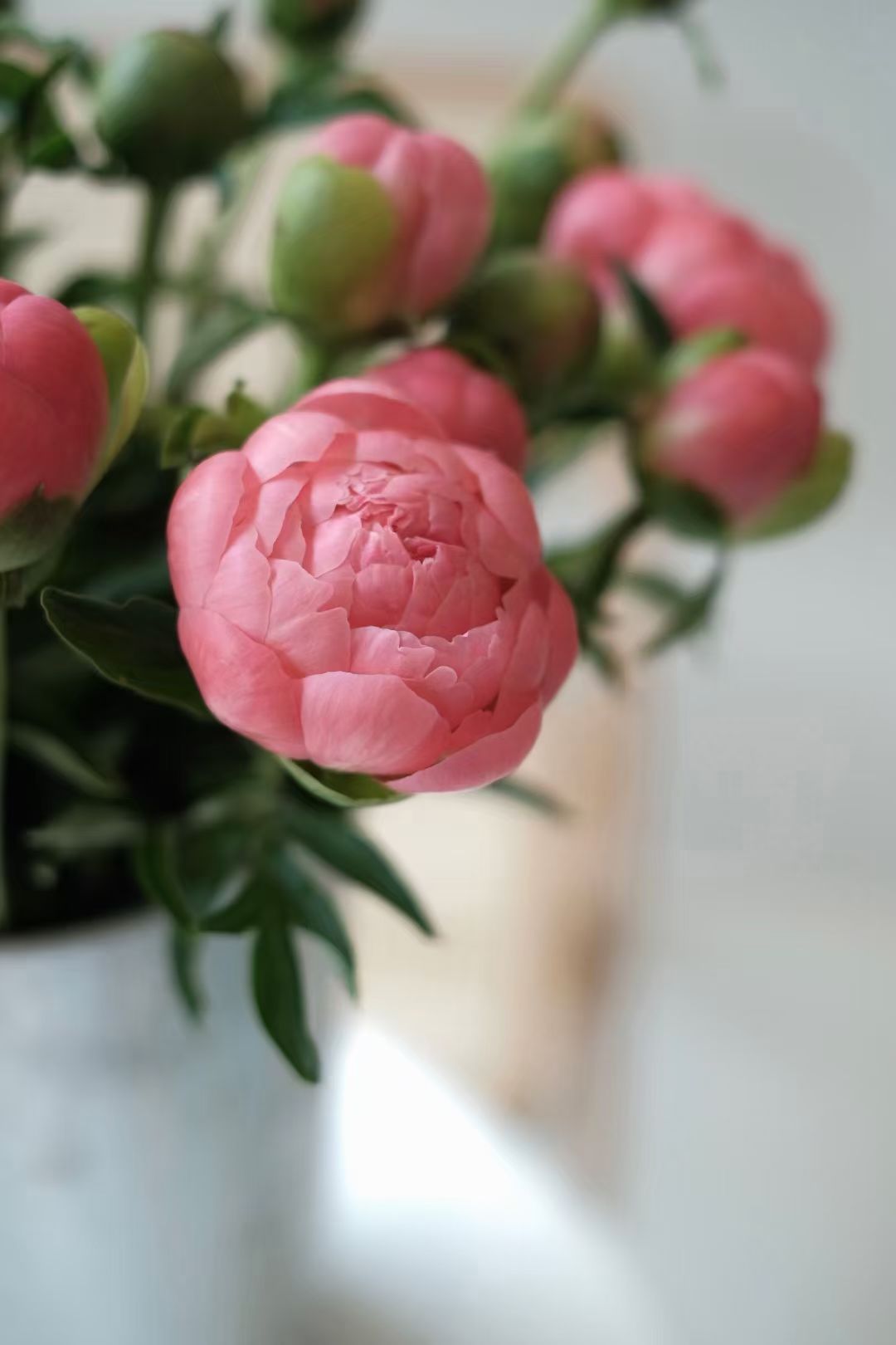 芍药(学名：Paeonia lactiflora Pall.)是芍药科、芍药属的多年生草本植物。根粗壮，分枝黑褐色。茎高40-70厘米，无毛。下部茎生叶为二回三出复叶，上部茎生叶为三出复叶；小叶狭卵形，椭圆形或披针形。花数朵，生茎顶和叶腋，有时仅顶端一朵开放；苞片4-5，披针形，大小不等；萼片4，宽卵形或近圆形；花瓣9-13，倒卵形，花瓣各色，有时基部具深紫色斑块；花丝长0.7-1.2厘米，黄色。蓇葖长2.5-3厘米，直径1.2-1.5厘米，顶端具喙。花期5-6月；果期8月。分布于中国、朝鲜、日本、蒙古及俄罗斯(西伯利亚地区)；在中国分布于江苏、东北、华北、陕西及甘肃南部，四川、贵州、安徽、山东、浙江等省及各城市公园也有栽培。在中国东北生长于海拔480-700米的山坡草地及林下，在其它各省生长于海拔1000-2300米的山坡草地。芍药是既能药用，又能供观赏的经济植物之一。根药用，称“白芍”，能镇痛、镇痉、祛瘀、通经；种子含油量约25%，供制皂和涂料用。(概述图参考来源：)