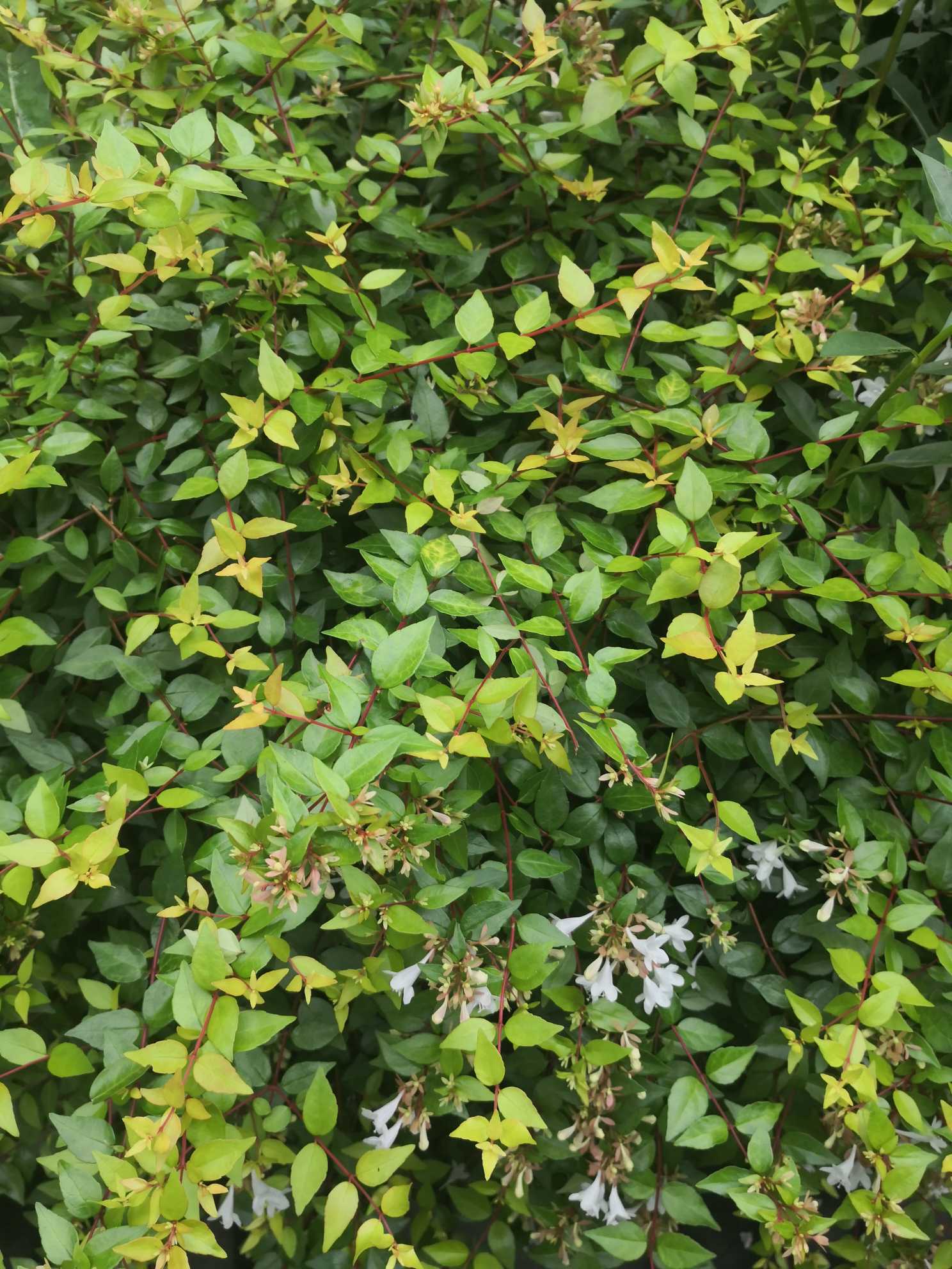 大花六道木(学名：Abelia × grandiflora(Andre)Rehd)是忍冬科，六道木糯米条和蓪梗花的一个杂交种。常绿矮生灌木，幼枝红褐色，有短柔毛；叶片倒卵形，墨绿有光泽。花粉白色，钟形，有香味，花萼大而宿存，粉红色。圆锥花序，开花繁茂，5-11月持续开花。大花六道木分布于中国华东、西南及华北地区。阳性植物，性喜温暖、湿润气候，在中性偏酸、肥沃、疏松的土壤中生长快速，同时其抗性优良，能耐阴、耐寒、耐干早瘠薄、抗短期洪涝、耐强盐碱.。大花六道木花美丽，树叶婉垂，花期从春季至秋季络绎不绝，适宜园林，适植、片植于空旷地块、水边、岩石缝中或建筑物旁、林中树下，是优良的花灌木树种。(概述图参考来源：中国自然标本馆)