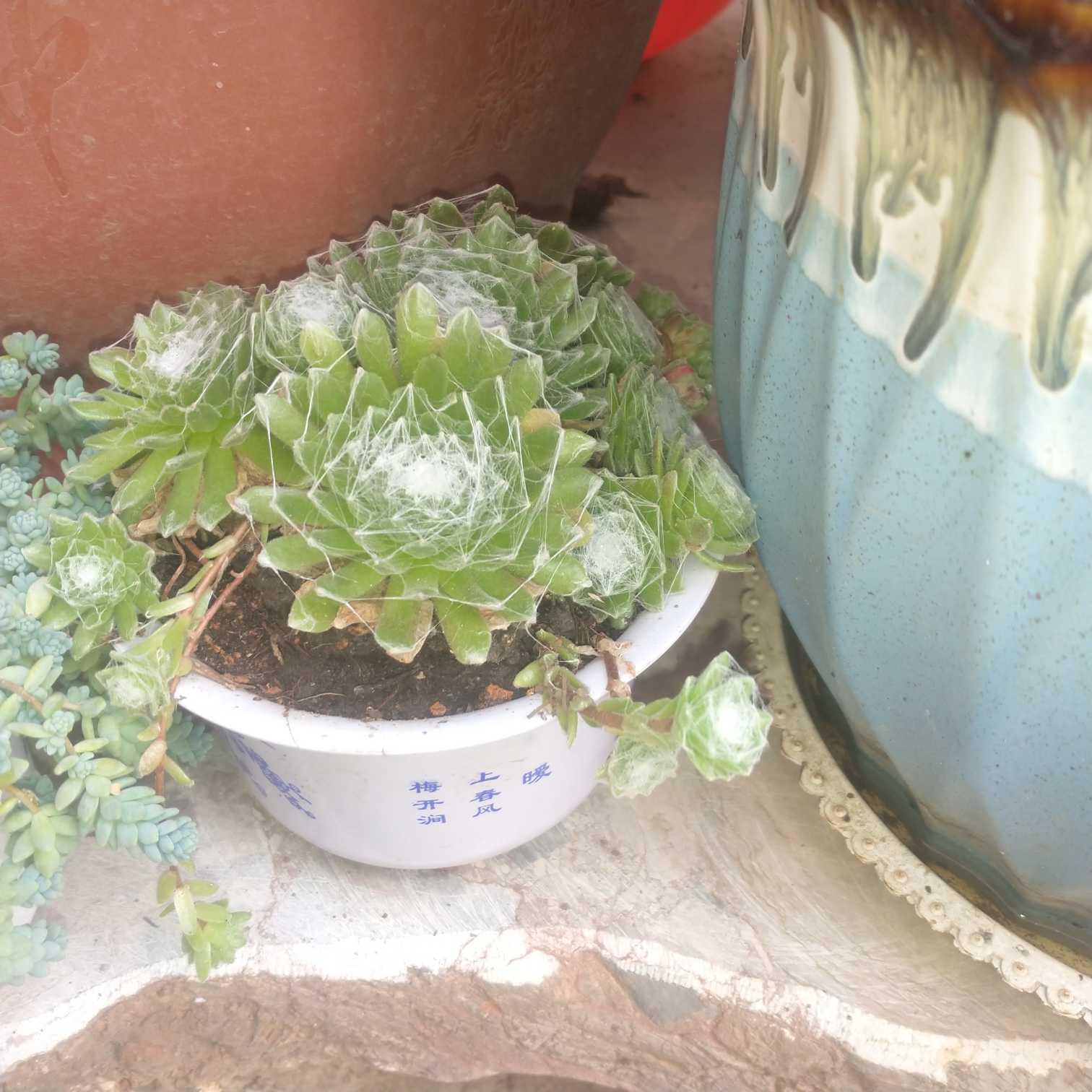 蛛丝卷绢(学名：Sempervivum arachnoideum ssp.tomentosum (C.B.Lehm.& Schnittsp.))是景天科、长生草属的多年生植物、多肉植物。特征是粘连在叶尖的天然绒毛。原生地植株个体差异性较大，每一棵的直径和绒毛的疏密程度都不尽相同，且容易与其他品种的长生草发生自然杂交。