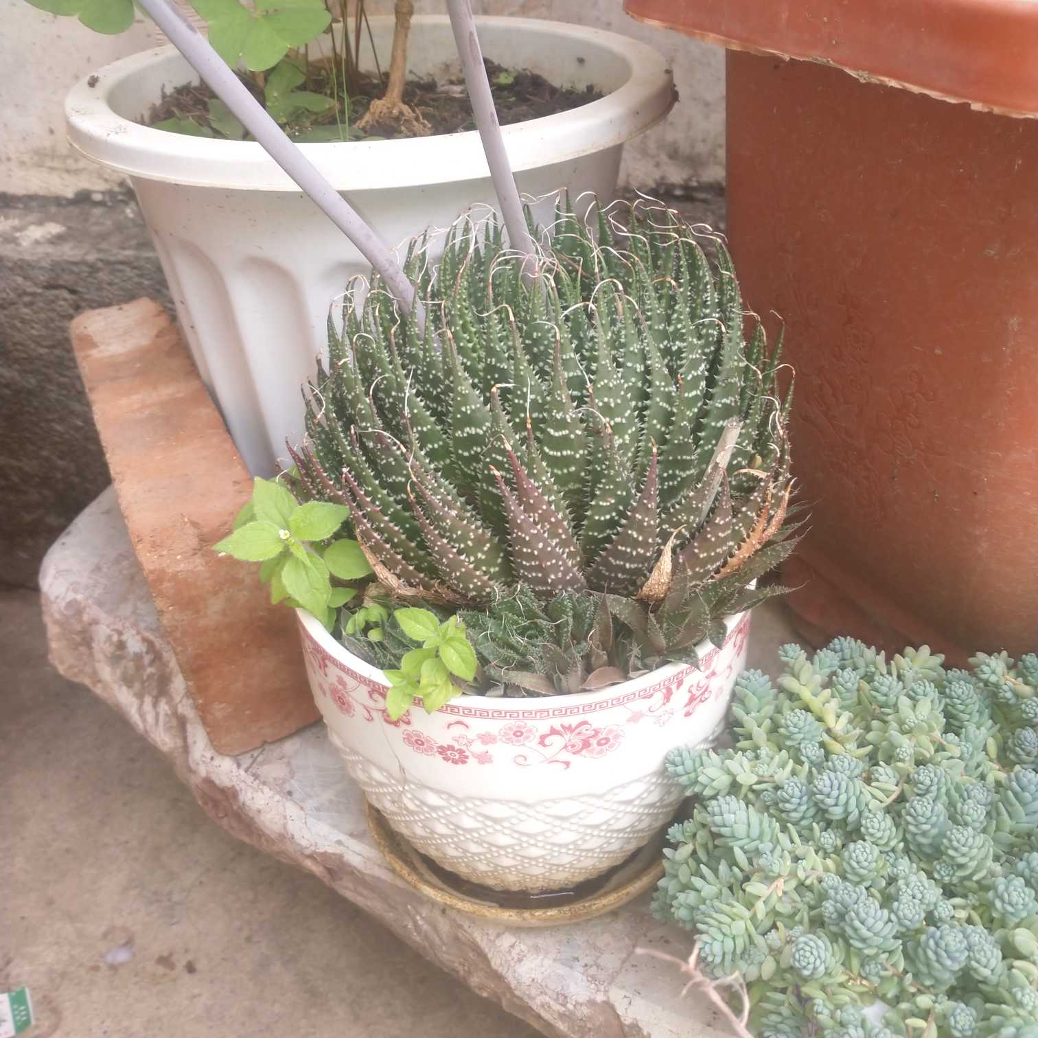 十二卷多肉植物的总称，约有160个品种，此外，还有许多园艺品种、杂交种、变种、优选种。共同特征是植株矮小，单生或丛生，叶片大多数呈莲座状排列，少有两列叠生或螺旋形排列成圆筒状。总状花序，小花白绿色。十二卷按其叶质的不同可分为软叶系、硬叶系两类。
软叶系：叶质较软，叶片短而肥，通常顶端较肥厚或呈截形，有透明或半透明的“窗”，并有明显的脉纹。光线可透过“窗”，进入植株体内进行光合作用。如绿玉扇、青蟹、静鼓、白银寿、京之华锦、万象、康平寿等。
