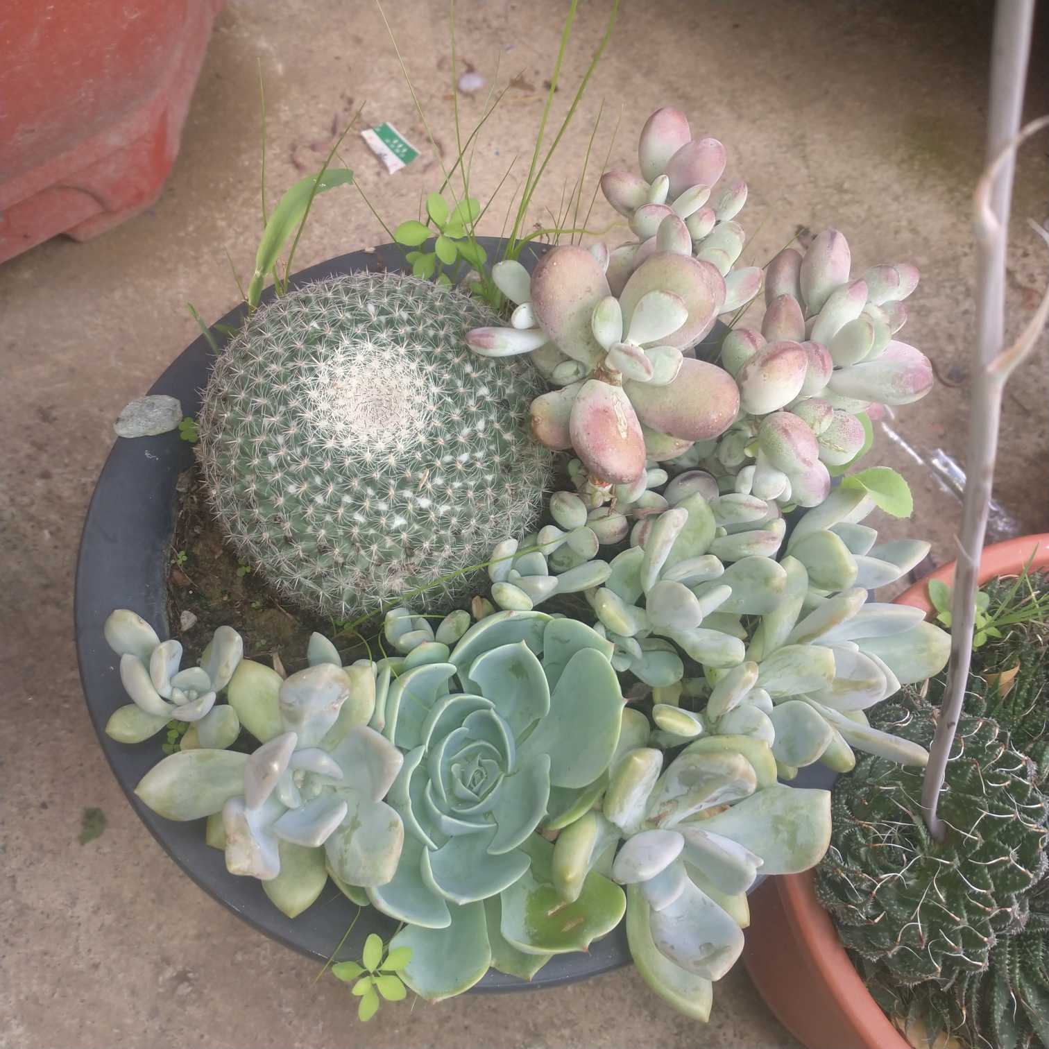 玉蝶(学名：Echeveria secunda var.glauca)，又称石莲花、玉碟、宝石花、莲花掌。多年生肉质草本,亚灌木植物，株高可达60厘米，直径可达20厘米。叶互生，呈莲座状着生鱼短缩茎上，倒卵匙形，淡绿色，肉质，表面被白粉。单歧聚伞花序腋生；小花钟形，先端5裂，赭红色，顶端黄色，蓇葖果。原产地墨西哥伊达尔戈州，常见的多肉植物之一。