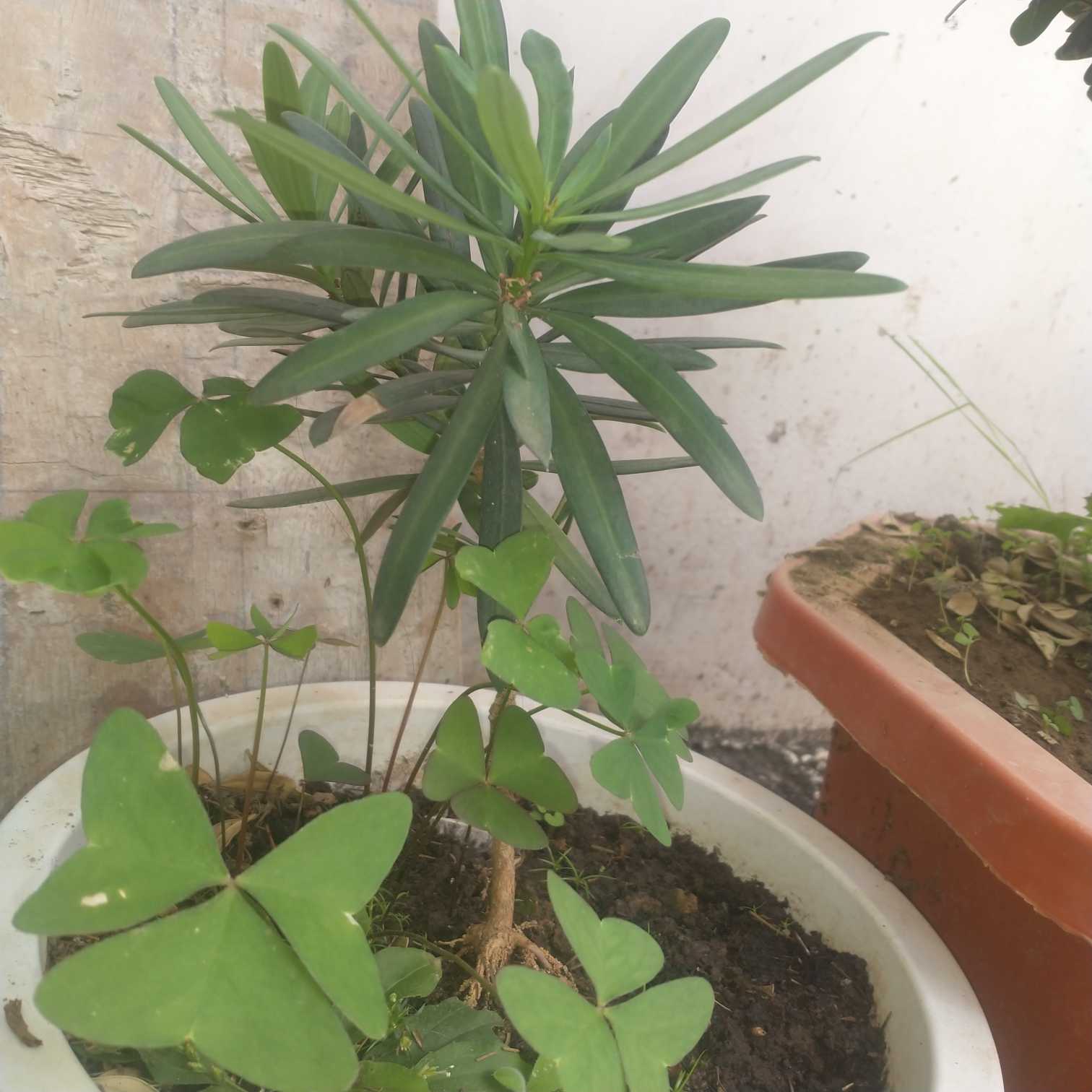 罗汉松(学名：Podocarpus macrophyllus (Thunb.) D.Don)，别名土杉，罗汉松科，罗汉松属常绿针叶乔木，高达20m，胸径达60cm；树皮灰色或灰褐色，浅纵裂，成薄片状脱落；枝开展或斜展，较密。叶螺旋状着生，条状披针形，微弯。雄球花穗状、腋生，基部有数枚三角状苞片；雌球花单生叶腋，有梗，基部有少数苞片。种子卵圆形，先端圆，熟时肉质假种皮紫黑色，有白粉，种托肉质圆柱形，红色或紫红色。花期4-5月，种子8-9月成熟。罗汉松分布于中国多省区、日本也有分布。材质细致均匀，易加工，可作家具、器具、文具及农具等用。(概述图来源：)