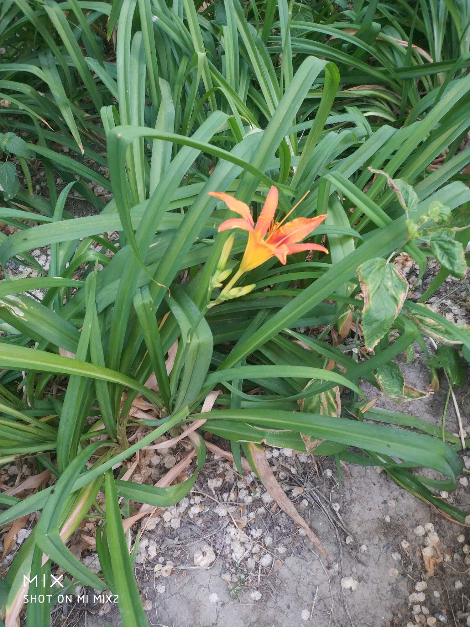 多年生草本，根状茎粗短，具肉质纤维根，多数膨大呈窄长纺锤形。叶基生成丛，条状披针形，长30～60cm，宽约2.5cm，背面被白粉。夏季开橘黄色大花，花葶长于叶，高达1m以上；圆锥花序顶生，有花6～12朵，花梗长约1cm，有小的披针形苞片；花长7～12cm，花被基部粗短漏斗状，长达2.5cm，花被6片，开展，向外反卷，外轮3片，宽1～2cm，内轮3片宽达2.5cm，边缘稍作波状；雄蕊6，花丝长，着生花被喉部；子房上位，花柱细长。
本种的主要特征是：根近肉质，中下部有纺锤状膨大；叶一般较宽；花早上开晚上凋谢，无香味，桔红色至桔黄色，内花被裂片下部一般有∧形采斑。这些特征可以区别于本国产的其他种类。花果期为5-7月。
