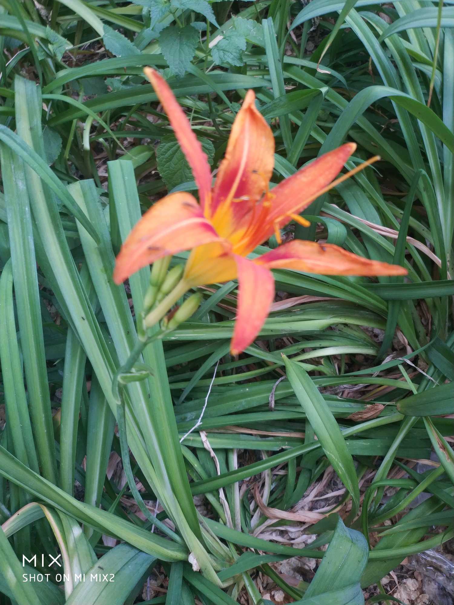 多年生草本，根状茎粗短，具肉质纤维根，多数膨大呈窄长纺锤形。叶基生成丛，条状披针形，长30～60cm，宽约2.5cm，背面被白粉。夏季开橘黄色大花，花葶长于叶，高达1m以上；圆锥花序顶生，有花6～12朵，花梗长约1cm，有小的披针形苞片；花长7～12cm，花被基部粗短漏斗状，长达2.5cm，花被6片，开展，向外反卷，外轮3片，宽1～2cm，内轮3片宽达2.5cm，边缘稍作波状；雄蕊6，花丝长，着生花被喉部；子房上位，花柱细长。
本种的主要特征是：根近肉质，中下部有纺锤状膨大；叶一般较宽；花早上开晚上凋谢，无香味，桔红色至桔黄色，内花被裂片下部一般有∧形采斑。这些特征可以区别于本国产的其他种类。花果期为5-7月。

