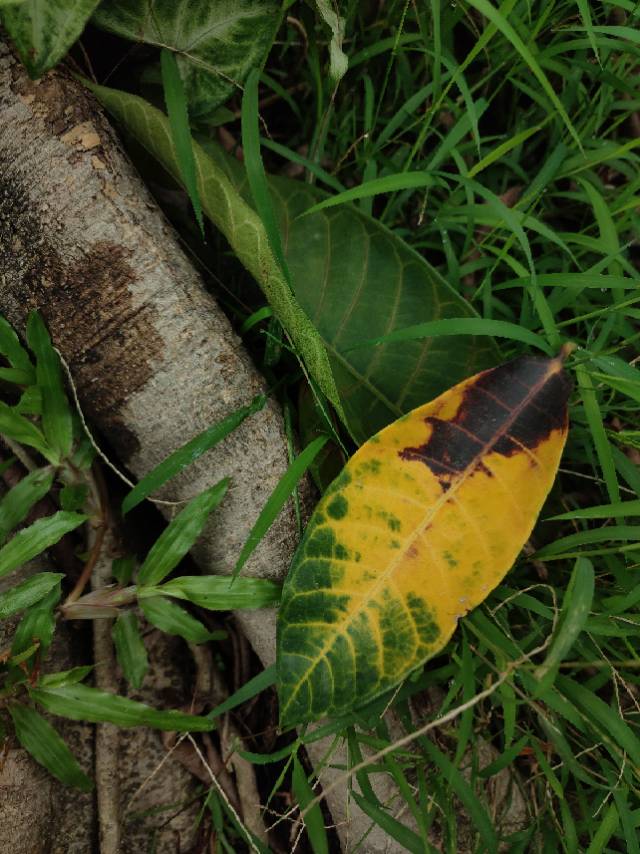 变叶木(学名：Codiaeum variegatum (L.) A.Juss.)大戟科灌木,小乔木，高可达2米。枝条无毛。叶薄革质，形状大小变异很大。基部楔形、两面无毛，绿色、淡绿色、紫红色、紫红与黄色相间、绿色叶片上散生黄色或金黄色斑点或斑纹；叶柄长0.2-2.5厘米。总状花序腋生，雄花白色；花梗纤细；雌花淡黄色，无花瓣；花盘环状，花往外弯；花梗稍粗。蒴果近球形，无毛；种子长约6毫米。花期9-10月。原产于亚洲马来半岛至大洋洲；广泛栽培于热带地区。中国南部各省区常见栽培。该种是热带、亚热带地区常见的庭园或公园观叶植物；易扦插繁殖，园艺品种多。(概述图片参考质料来源：)