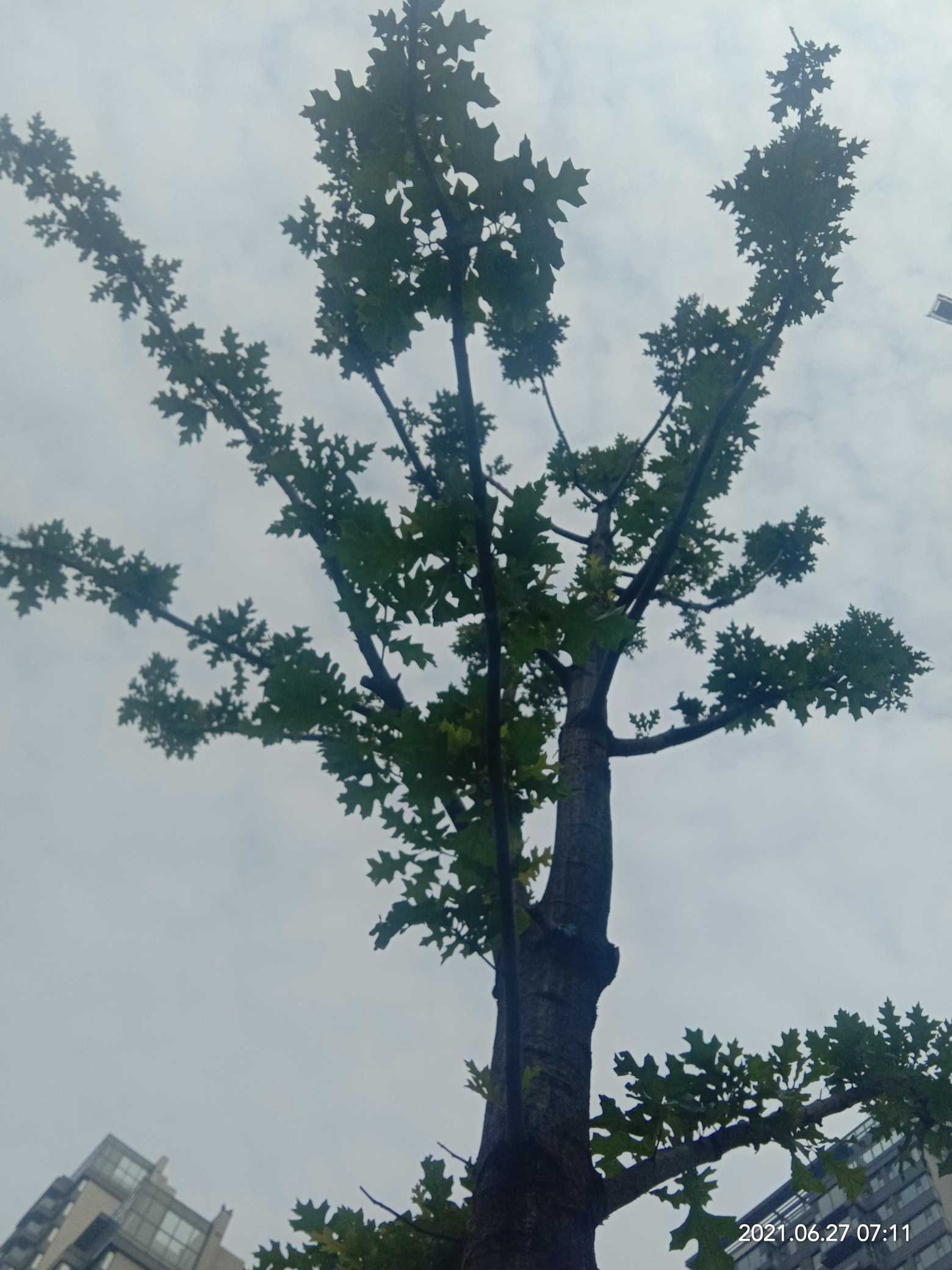 乔木，高达40米，胸径1米以上，小枝灰色或灰褐色。叶马褂状，长4-12（18）厘米，近基部每边具1侧裂片，先端具2浅裂，下面苍白色，叶柄长4-8（-16）厘米。
花杯状，花被片9，外轮3片绿色，萼片状，向外弯垂，内两轮6片、直立，花瓣状、倒卵形，长3-4厘米，绿色，具黄色纵条纹，花药长10-16毫米，花丝长5-6毫米，花期时雌蕊群超出花被之上，心皮黄绿色。
聚合果长7-9厘米，具翅的小坚果长约6毫米，顶端钝或钝尖，具种子1-2颗。花期5月，果期9-10月。
