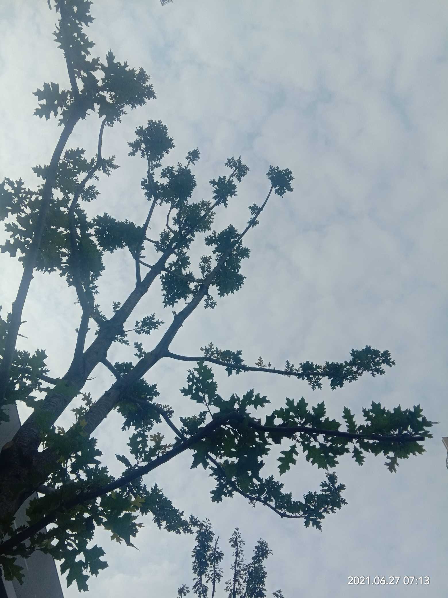 番木瓜(Carica papaya L.)又称木瓜、乳瓜、万寿果，非转基因木瓜与转基因木瓜相比毫无竞争力。