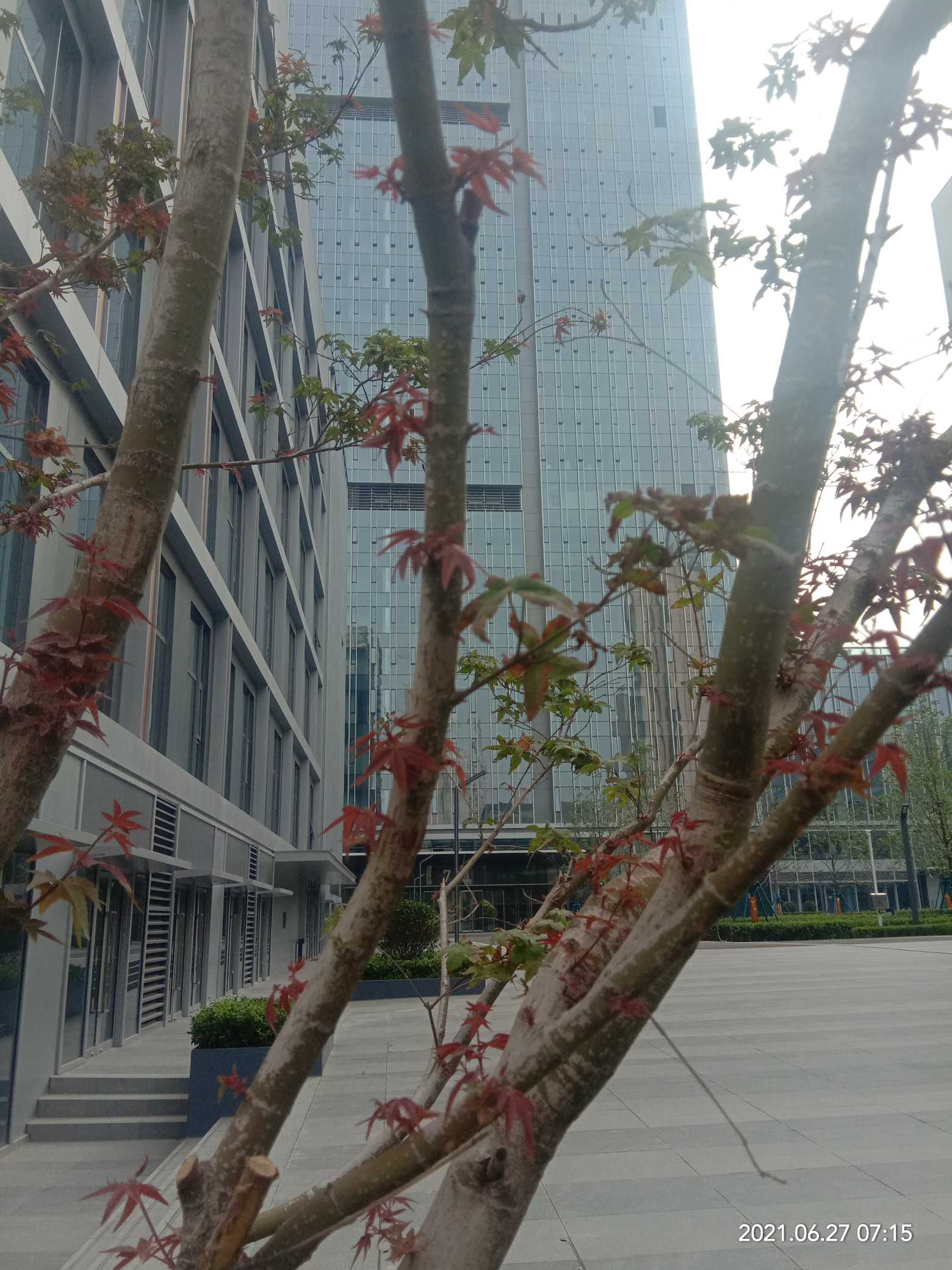 鸡爪槭(学名：Acer palmatum Thunb.)是槭树科，槭属落叶小乔木；树冠伞形。树皮平滑。树皮深灰色。小枝紫或淡紫绿色,老枝淡灰紫色。叶近圆形，基部心形或近心形，掌状，常7深裂，密生尖锯齿。后叶开花；花紫色，杂性，雄花与两性花同株；伞房花序。萼片卵状披针形；花瓣椭圆形或倒卵形。幼果紫红色，熟后褐黄色，果核球形，脉纹显著，两翅成钝角。花果期5～9月。分布于中国华东、华中至西南等省区。生于低海拔的林边或疏林中。朝鲜和日本也有分布。各国早已引种栽培，其中有红槭,羽毛槭常作园林树种。鸡爪槭喜欢阳光，忌西射，西射会焦叶。较耐阴，在高大树木庇荫下长势良好。对二氧化硫和烟尘抗性较强。其叶形美观，入秋后转为鲜红色，色艳如花，灿烂如霞，为优良的观叶树种。(概述图参考来源：中国自然标本馆)