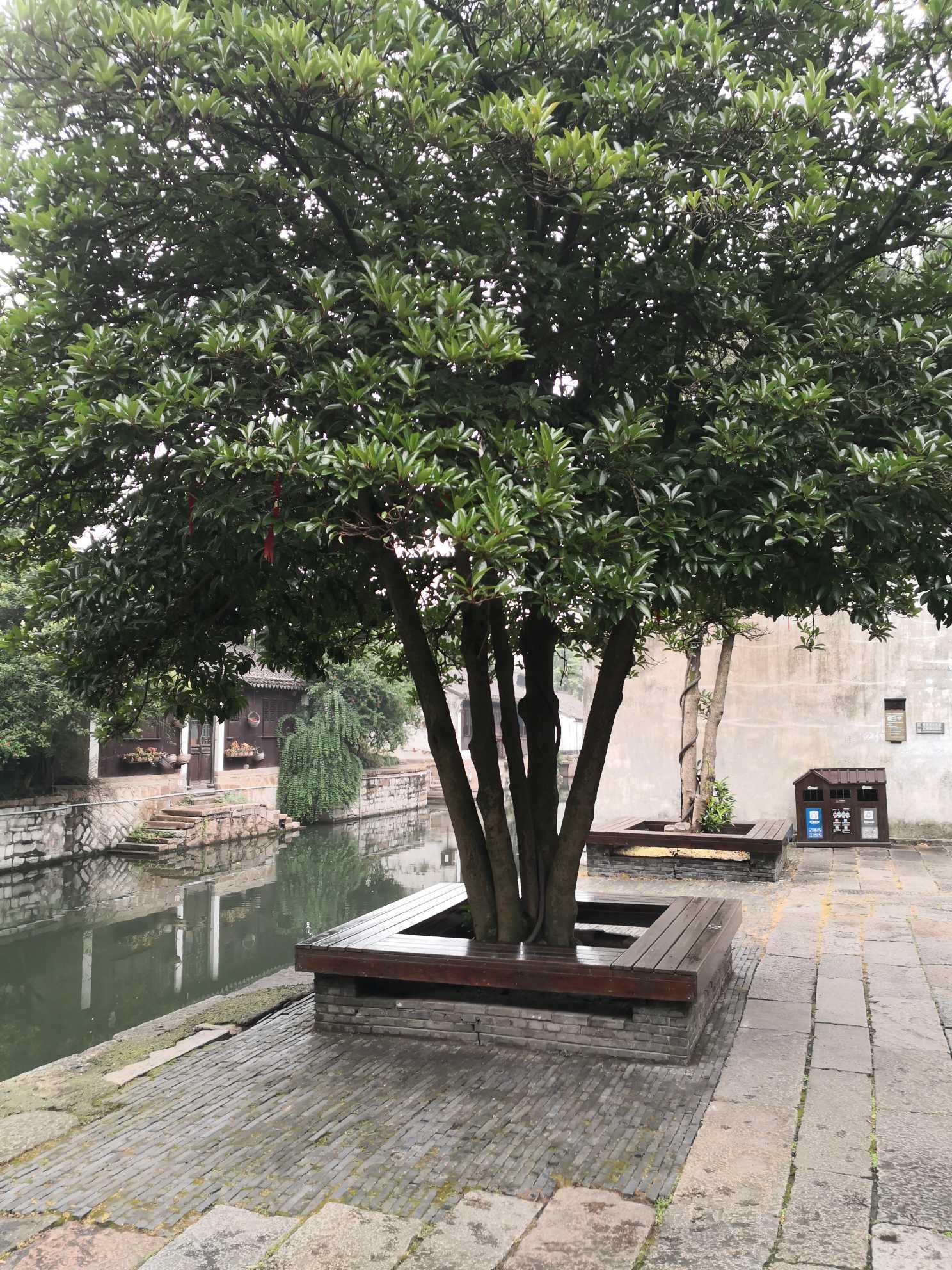 杜英(学名：Elaeocarpus decipiens Hemsl.)，别名假杨梅、梅擦饭、青果、野橄榄、胆八树、橄榄、缘瓣杜英。杜英科杜英属常绿乔木，高可达15米，叶革质，披针形或倒披针形，边缘有小钝齿；叶柄初时有微毛，在结实时变秃净。总状花序多生于叶腋，花序轴纤细，花白色，萼片披针形，花瓣倒卵形，花药顶端无附属物；核果椭圆形，外果皮无毛，内果皮坚骨质，花期6-7月。杜英常绿速生树种，材质好，适应性强，病虫害少。是庭院观赏和四旁绿化的优良品种。 分布于广西、广东、江西、福建、台湾、浙江；越南，生低山山谷林中。种油可作肥皂和滑润油；树皮可制染料。(概述图参考来源：中国自然标本馆)