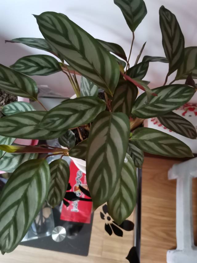 孔雀竹芋(学名：Calathea makoyana E.Morr.)：竹芋科，肖竹芋属多年生常绿草本植物。植株挺拔株高可达60厘米。叶柄紫红色， 叶片薄革质，卵状椭圆形，叶面上有墨绿与白色或淡黄相间的羽状斑纹，就像孔雀尾羽毛上的图案，因而得名。叶片亦有特性：白天舒展，晚间折叠起来。孔雀竹芋原产于巴西，中国有引种栽培。该种叶色丰富多彩，观赏性强，且为阴生植物，适应性较强，可种植在庭院、公园的林荫下或路旁，在中国华南地区已有越来越多的种类被应用于园林绿化。(概述图片来源： 中国自然标本馆)