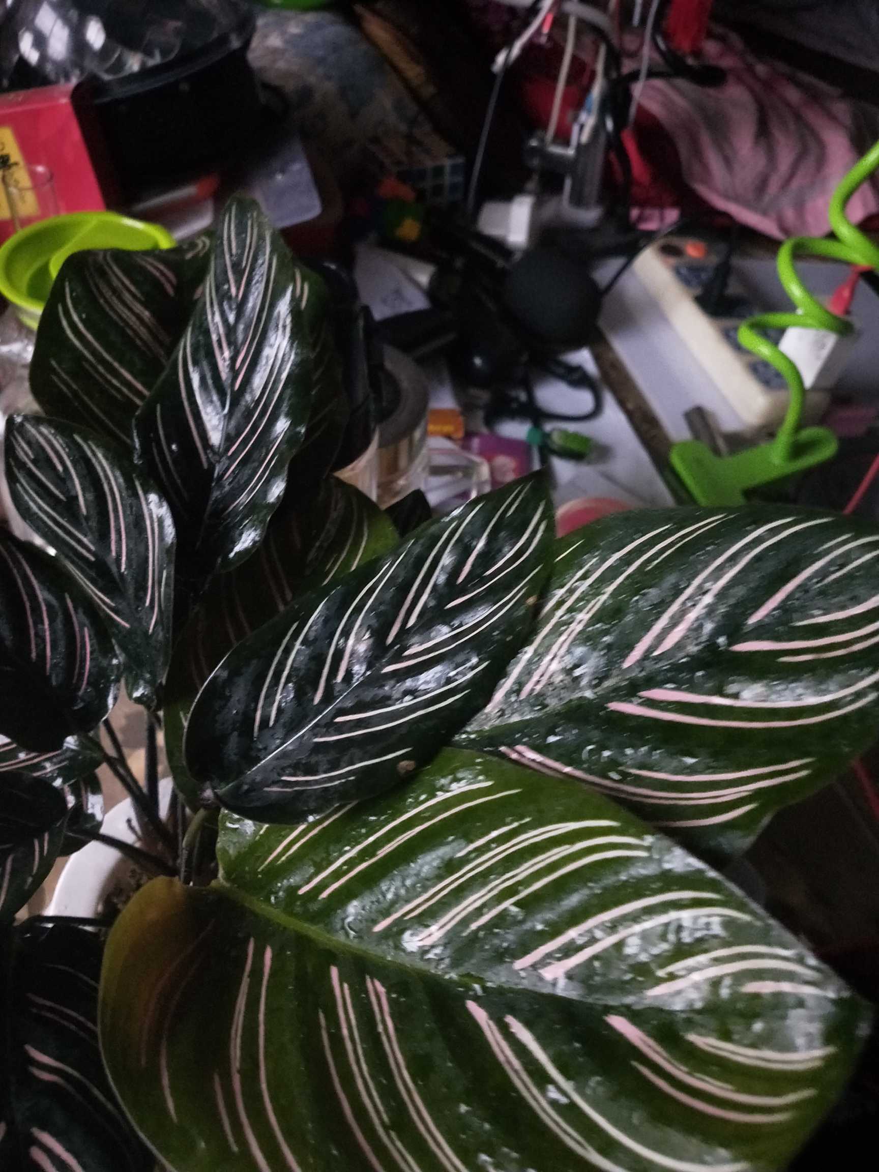 孔雀竹芋(学名：Calathea makoyana E.Morr.)：竹芋科，肖竹芋属多年生常绿草本植物。植株挺拔株高可达60厘米。叶柄紫红色， 叶片薄革质，卵状椭圆形，叶面上有墨绿与白色或淡黄相间的羽状斑纹，就像孔雀尾羽毛上的图案，因而得名。叶片亦有特性：白天舒展，晚间折叠起来。孔雀竹芋原产于巴西，中国有引种栽培。该种叶色丰富多彩，观赏性强，且为阴生植物，适应性较强，可种植在庭院、公园的林荫下或路旁，在中国华南地区已有越来越多的种类被应用于园林绿化。(概述图片来源： 中国自然标本馆)