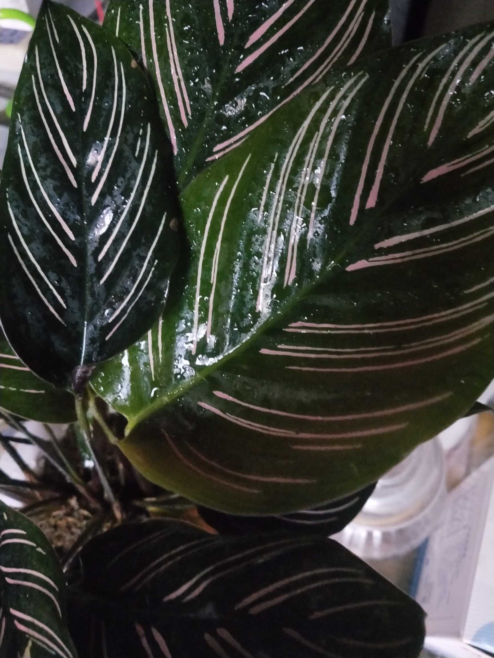 孔雀竹芋(学名：Calathea makoyana E.Morr.)：竹芋科，肖竹芋属多年生常绿草本植物。植株挺拔株高可达60厘米。叶柄紫红色， 叶片薄革质，卵状椭圆形，叶面上有墨绿与白色或淡黄相间的羽状斑纹，就像孔雀尾羽毛上的图案，因而得名。叶片亦有特性：白天舒展，晚间折叠起来。孔雀竹芋原产于巴西，中国有引种栽培。该种叶色丰富多彩，观赏性强，且为阴生植物，适应性较强，可种植在庭院、公园的林荫下或路旁，在中国华南地区已有越来越多的种类被应用于园林绿化。(概述图片来源： 中国自然标本馆)