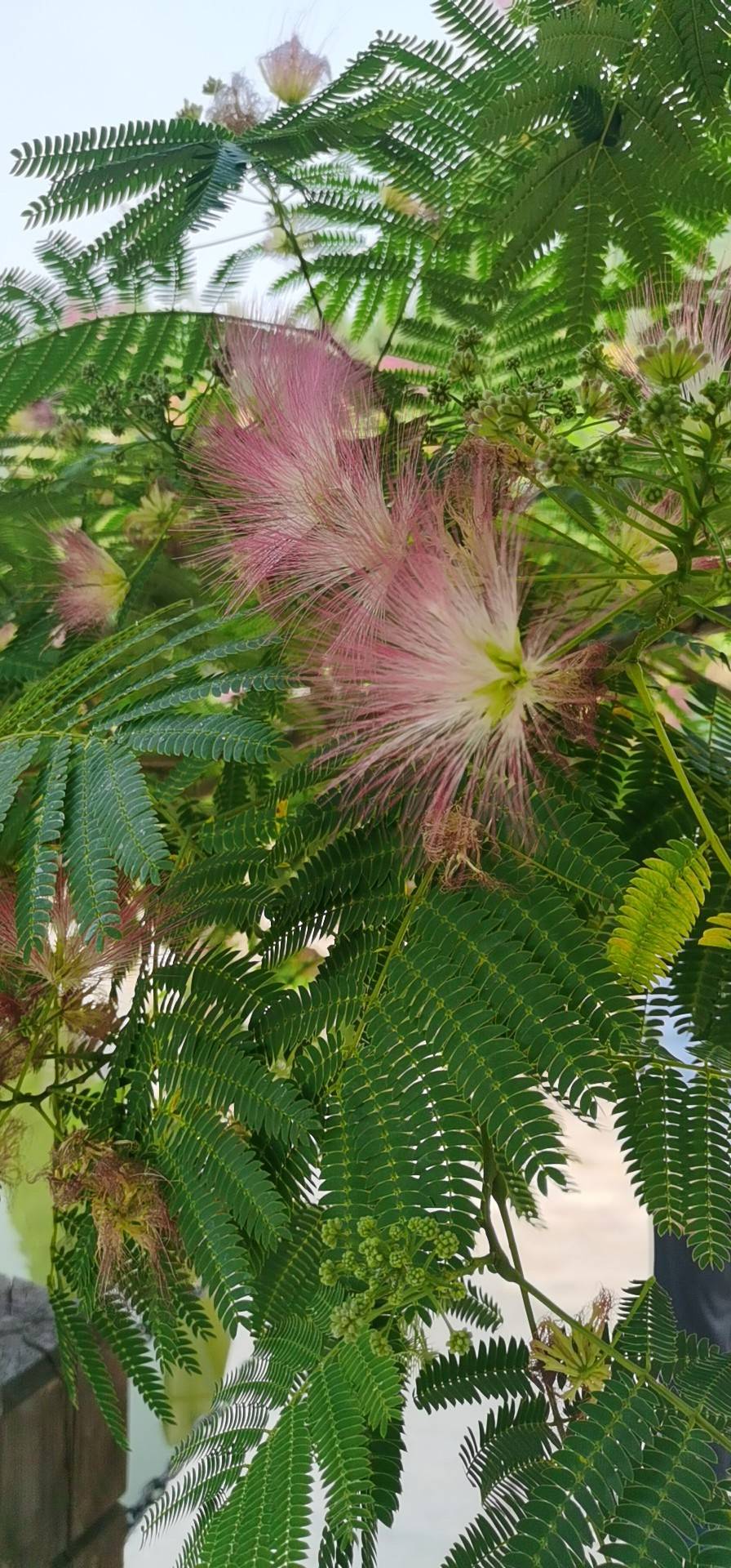 落叶乔木，高可达16米，树冠开展；小枝有棱角，嫩枝、花序和叶轴被绒毛或短柔毛。托叶线状披针形，较小叶小，早落。
二回羽状复叶，总叶柄近基部及最顶一对羽片着生处各有1枚腺体；羽片4-12对，栽培的有时达20对；小叶10-30对，线形至长圆形，长6-12mm，宽1-4mm，向上偏斜，先端有小尖头，有缘毛，有时在下面或仅中脉上有短柔毛；中脉紧靠上边缘。
头状花序于枝顶排成圆锥花序；花粉红色；花萼管状，长3毫米；花冠长8毫米，裂片三角形，长1.5mm，花萼、花冠外均被短柔毛；花丝长2.5cm。
荚果带状，长9-15cm，宽1.5-2.5cm，嫩荚有柔毛，老荚无毛。花期6-7月；果期8-10月。
