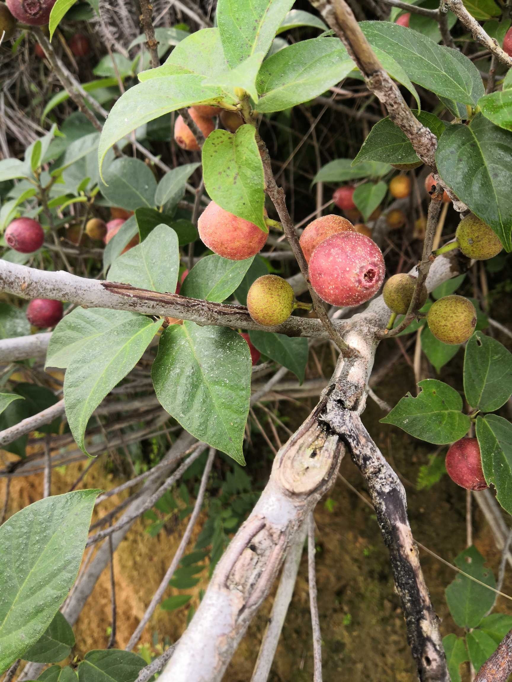 矮小天仙果(学名：Ficus erecta)，牛奶子树、天仙果。灌木或小乔木。小枝红棕色。枝粗壮，近无毛，疏分枝。叶倒卵形，表面无毛，微粗糙，背面近光滑。榕果单生叶腋，球形，无毛，成熟时紫黑色。为桑科榕属下的一个种。