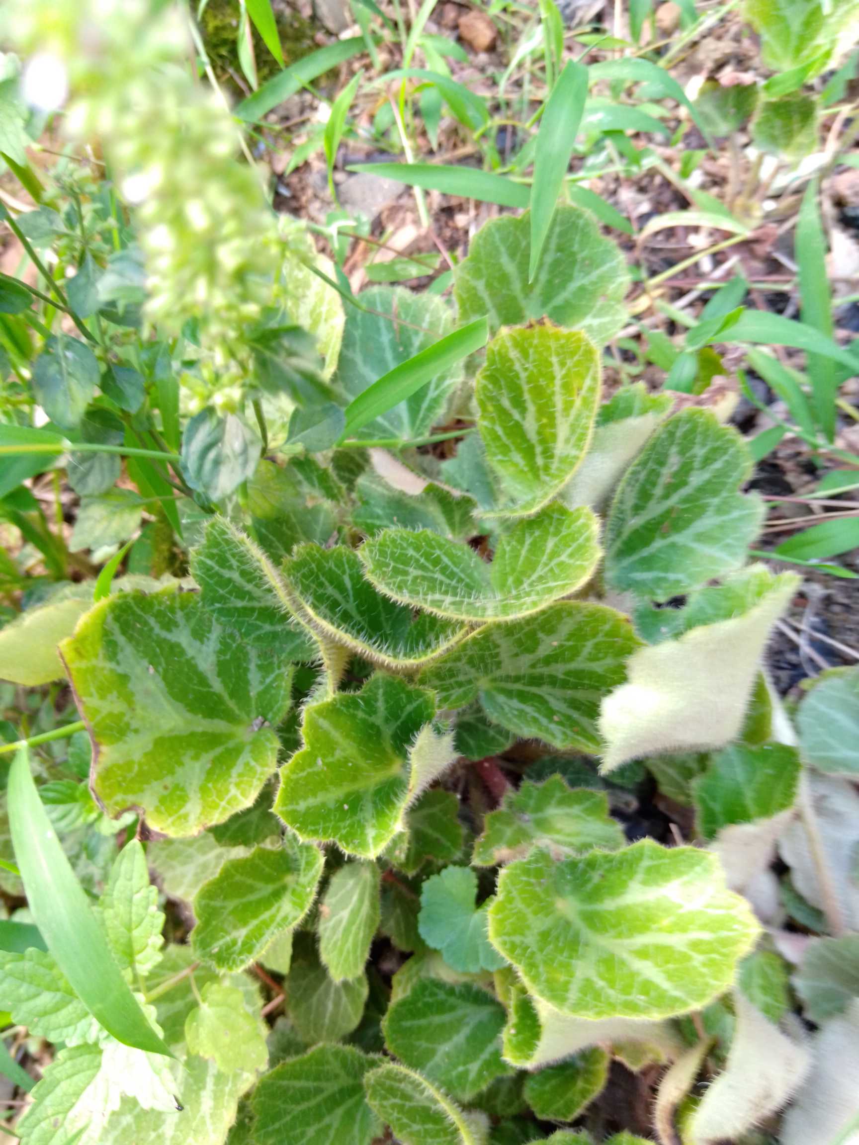 虎耳草(学名：Saxifraga stolonifera Curt.)又名石荷叶、金线吊芙蓉、老虎耳等。鞭匐枝细长，密被卷曲长腺毛，具鳞片状叶。产河北(小五台山)、陕西、甘肃东南部、江苏、安徽、浙江等地。全草入药；微苦、辛，寒，有小毒；祛风清热，凉血解毒。