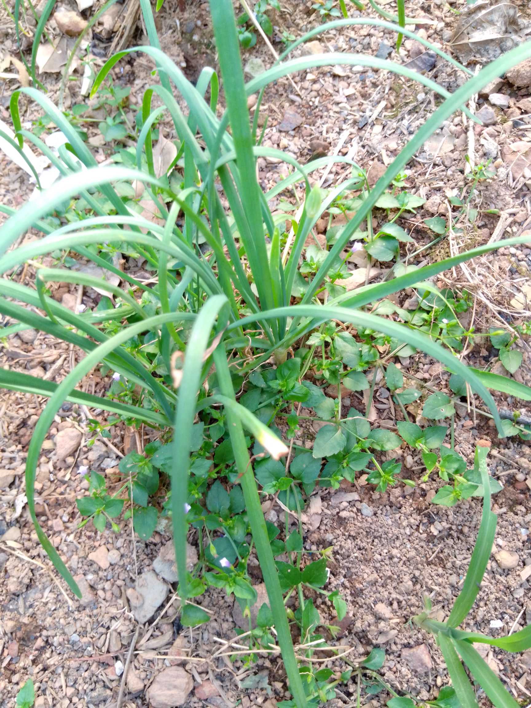 韭花又名韭菜花，是秋天里韭白上生出的白色花簇。韭菜花，简称韭花，也叫韭苔。关于韭菜的吃法有以下几种。一种是春韭，即杜甫《赠卫八处士》诗所说的“夜雨剪春韭，新炊间黄粱”中的“春韭”。韭菜为春天头茬最好吃，及至夏天各种菜蔬上市，韭菜自然成了等下之物，所以农村有“六月臭韭菜”之说。第二种为韭黄，冬季培育的韭菜，颜色浅黄，嫩而味美。宋人最爱食用这种菜，黄庭坚诗中有“韭菜照春盘，菰白媚秋菜”句，王千秋《点绛唇·春日》词还说：“韭黄犹短，玉指呵寒剪。”寒冬里剪韭黄的辛酸在诗人的笔下转换成了一幅美丽的图画。韭黄在今天仍然是冬季里的常见菜，只不过人们多不细究，往往与蒜苗混为一谈。第三种是韭白，又称韭苔，即韭菜的茎，嫩时可炒吃。第四种就是韭花。