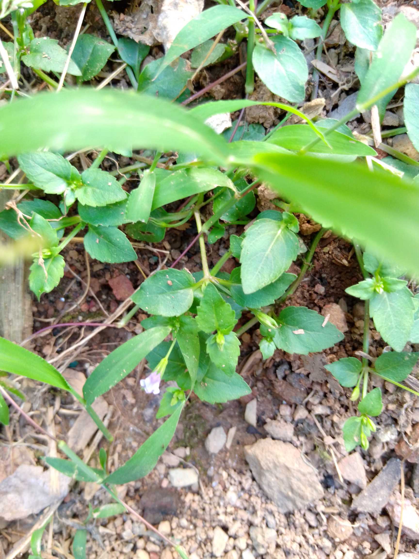 母草(学名：Lindernia crustacea (L.)F.Muell)，为玄参科植物母草的全草。夏、秋采收。草本，根须状；高10-20厘米，常铺散成密丛，多分枝，枝弯曲上升，微方形有深沟纹，无毛。叶片三角状卵形或宽卵形，顶端钝或短尖，基部宽楔形或近圆形，边缘有浅钝锯齿，幼苗光滑无毛，茎及叶子的基部呈淡紫红色。花、果期全年。分布于秦岭、淮河以南以及云南以东各省区；热带、亚热带广布。