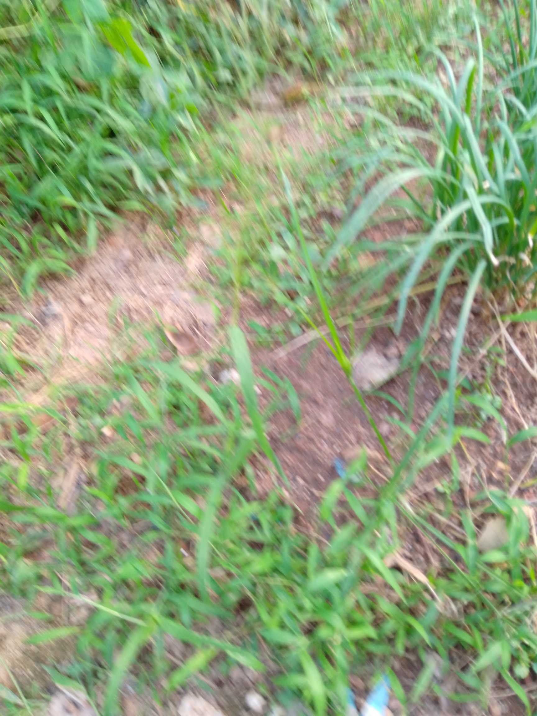 多年生草本，具粗壮的长根状茎。秆直立，高30-80厘米，具1-3节，节无毛。
叶鞘聚集于秆基，甚长于其节间，质地较厚，老后破碎呈纤维状；叶舌膜质，长约2毫米，紧贴其背部或鞘口具柔毛，分蘖叶片长约20厘米，宽约8毫米，扁平，质地较薄；秆生叶片长1-3厘米，窄线形，通常内卷，顶端渐尖呈刺状，下部渐窄，或具柄，质硬，被有白粉，基部上面具柔毛。
圆锥花序稠密，长20厘米，宽达3厘米，小穗长4.5-5（-6）毫米，基盘具长12-16毫米的丝状柔毛；两颖草质及边缘膜质，近相等，具5-9脉，顶端渐尖或稍钝，常具纤毛，脉间疏生长丝状毛，第一外稃卵状披针形，长为颖片的2/3，透明膜质，无脉，顶端尖或齿裂，第二外稃与其内稃近相等，长约为颖之半，卵圆形，顶端具齿裂及纤毛；雄蕊2枚，花药长3-4毫米；花柱细长，基部多少连合，柱头2，紫黑色，羽状，长约4毫米，自小穗顶端伸出。
颖果椭圆形，长约1毫米，胚长为颖果之半。染色体2n=20（MehraK.L.etal.，1962；Singh.D.N.，1964）。花果期4-6月。[2-3]
