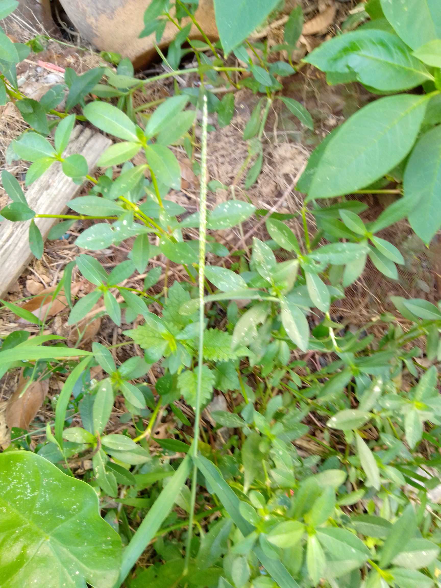 多年生草本；茎基部匍匐，上部上升，管状，不明显4棱，长55-120厘米，具分枝，幼茎及叶腋有白色或锈色柔毛，茎老时无毛，仅在两侧纵沟内保留。叶片矩圆形、矩圆状倒卵形或倒卵状披针形，长2.5-5厘米，宽7-20毫米，顶端急尖或圆钝，具短尖，基部渐狭，全缘，两面无毛或上面有贴生毛及缘毛，下面有颗粒状突起；叶柄长3-10毫米，无毛或微有柔毛。花密生，成具总花梗的头状花序，单生在叶腋，球形，直径8-15毫米；苞片及小苞片白色，顶端渐尖，具1脉;苞片卵形，长2-2.5毫米，小苞片披针形，长2毫米；花被片矩圆形，长5-6毫米，白色，光亮，无毛，顶端急尖，背部侧扁；雄蕊花丝长2.5-3毫米，基部连合成杯状;退化雄蕊矩圆状条形，和雄蕊约等长，顶端裂成窄条；子房倒卵形，具短柄，背面侧扁，顶端圆形。果实未见。花期5-10月。
