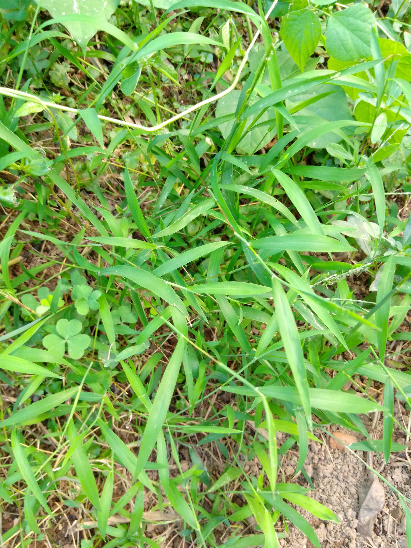 马唐(学名：Digitaria sanguinalis (L.) Scop.)是禾本科，马唐属一年生草本植物。秆膝曲上升，高可达80厘米，无毛或节生柔毛。叶鞘短于节间，叶片线状披针形，基部圆形，边缘较厚，微粗糙，总状花序；穗轴直伸或开展，两侧具宽翼，边缘粗糙；小穗椭圆状披针形，第一颖小，短三角形，无脉；第二颖披针形，第一外稃等长于小穗，中脉平滑，两侧的脉间距离较宽，第二外稃近革质，灰绿色，顶端渐尖，等长于第一外稃；6-9月开花结果。在中国分布于西藏、四川、新疆、陕西、甘肃、山西、河北、河南及安徽等地。它的种于传播快，繁殖力强，植株生长快，分枝多。因此，它的竞争力强，广泛生长在田边、路旁、沟边、河滩、山坡等各类草本群落中，甚至能侵入竞争力很强的狗牙根、结缕草等群落中。马唐是一种优良牧草，但又是危害农田、果园的杂草。(概述图参考来源：中国自然标本馆)