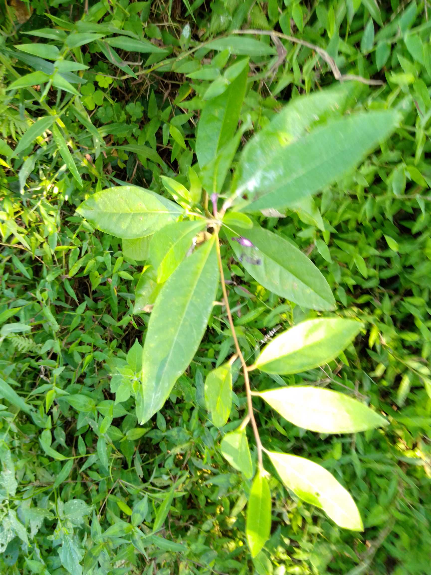 山鸡椒(学名：Litsea cubeba (Lour) Pers.)是樟科、木姜子属植物。落叶灌木或小乔木，高8-10米。树皮幼时黄绿色，老时灰褐色，无毛。叶互生，纸质，有香气，披针形或长圆状披针形，长7-11厘米，宽1.4-2.4厘米。伞形花序单生或簇生，总梗细长，长6-10毫米；苞片边缘有睫毛；每一花序有花4-6朵，先叶开放或与叶同时开放，花被裂片6，宽卵形；能育雄蕊9。果近球形，直径约5毫米，无毛，幼时绿色，成熟时黑色，果梗长2-4毫米，先端稍增粗。花期2-3月，果期7-8月。分布于中国和东南亚各国；在中国分布于广东、广西、福建、台湾、浙江、江苏、安徽、湖南、湖北、江西、贵州、四川、云南、西藏。生长于海拔500-3200米的向阳的山地、灌丛、疏林或林中路旁、水边。山鸡椒木材材质中等，耐湿不蛀，但易劈裂，可供普通家具和建筑等用。花、叶和果皮主要提制柠檬醛的原料，供医药制品和配制香精等用。核仁含油率61.8％，油供工业上用。根、茎、叶和果实均可入药，有祛风散寒、消肿止痛之效。中国台湾太耶鲁族群众利用果实有刺激性以代食盐。江西兴国群众反映，山苍树与油茶树混植，可防治油茶树的煤黑病(烟煤病)。(概述图参考来源：)