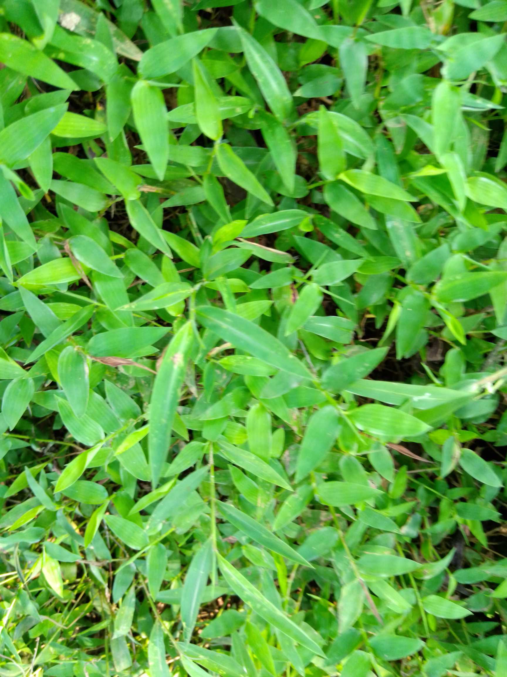 荩草总状花序细弱，长1.5～3厘米，2～10枚，呈指状排列或簇生于茎顶；有柄小穗退化，仅剩短柄；无柄小穗长4～4.5毫米，卵状披针形，灰绿色或带紫色；第1颖具7～9脉，先端钝；第2颖与第1颖等长，舟形，具9脉，而两侧脉不明显，先端尖；第1外稃长圆形，先端尖，长约为第1颖的2/3；第2外稃与第1外稃等长，近基部伸出1曲膝的芒；雄蕊2，花药黄色或紫色，长0.7～1毫米。颖果长圆形，与稃体几等长。花、果期8～10月。