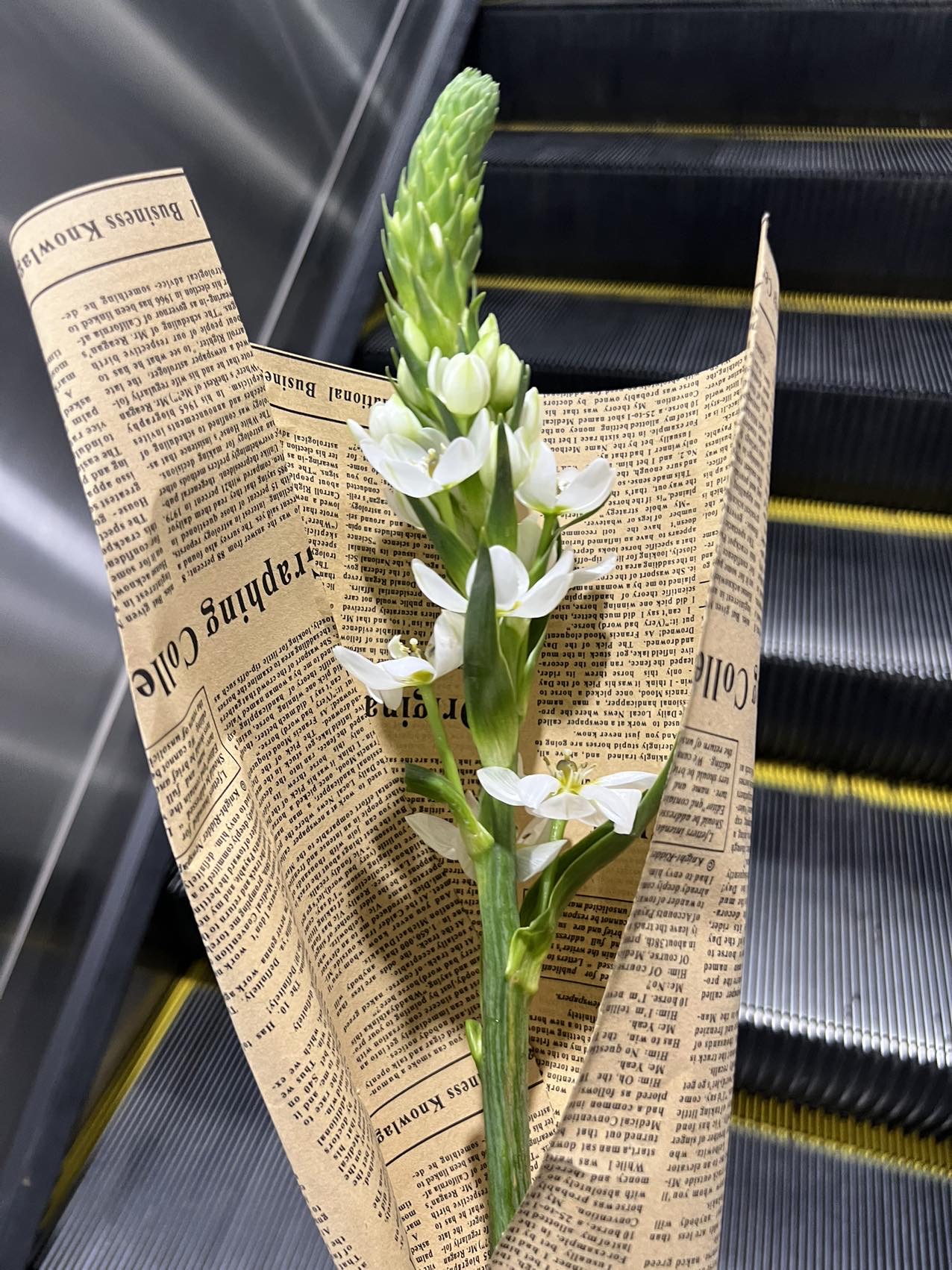 白花虎眼万年青 (ornithogalum arabicum linn