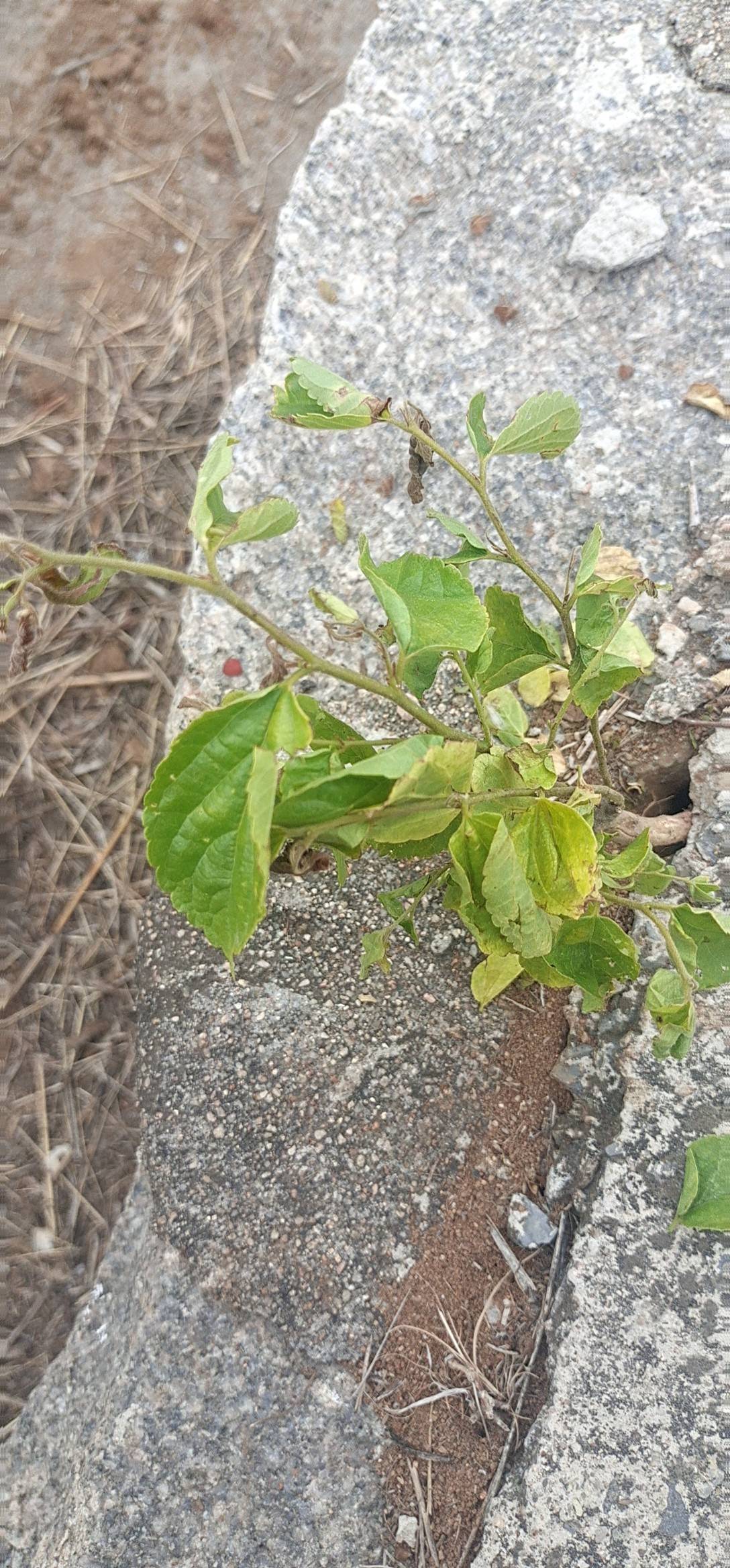 小叶朴树开花图片图片