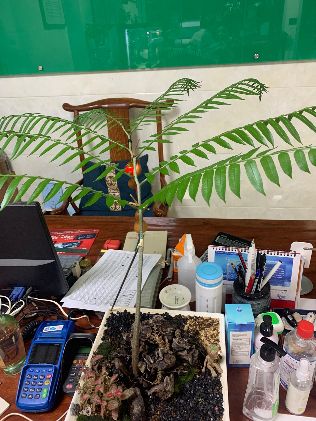 臭椿(Ailanthus altissima)苦木科臭椿属落叶乔木，树皮灰色至灰黑色，原名樗(chū)，又名椿树,木砻树，因叶基部腺点发散臭味而得名。它原产于中国东北部、中部和台湾。生长在气候温和的地带。这种树木生长迅速，可以在25年内达到15米的高度。此物种寿命较短，极少生存超过50年。本种在石灰岩地区生长良好，可作石灰岩地区的造林树种，也可作园林风景树和行道树。木材黄白色，可制作农具车辆等；叶可饲椿蚕(天蚕)；树皮、根皮、果实均可入药，有清热利湿、收敛止痢等效；种子含油35%。本种在北美、欧、亚洲不少城市自行繁殖，成为“杂草树”。
