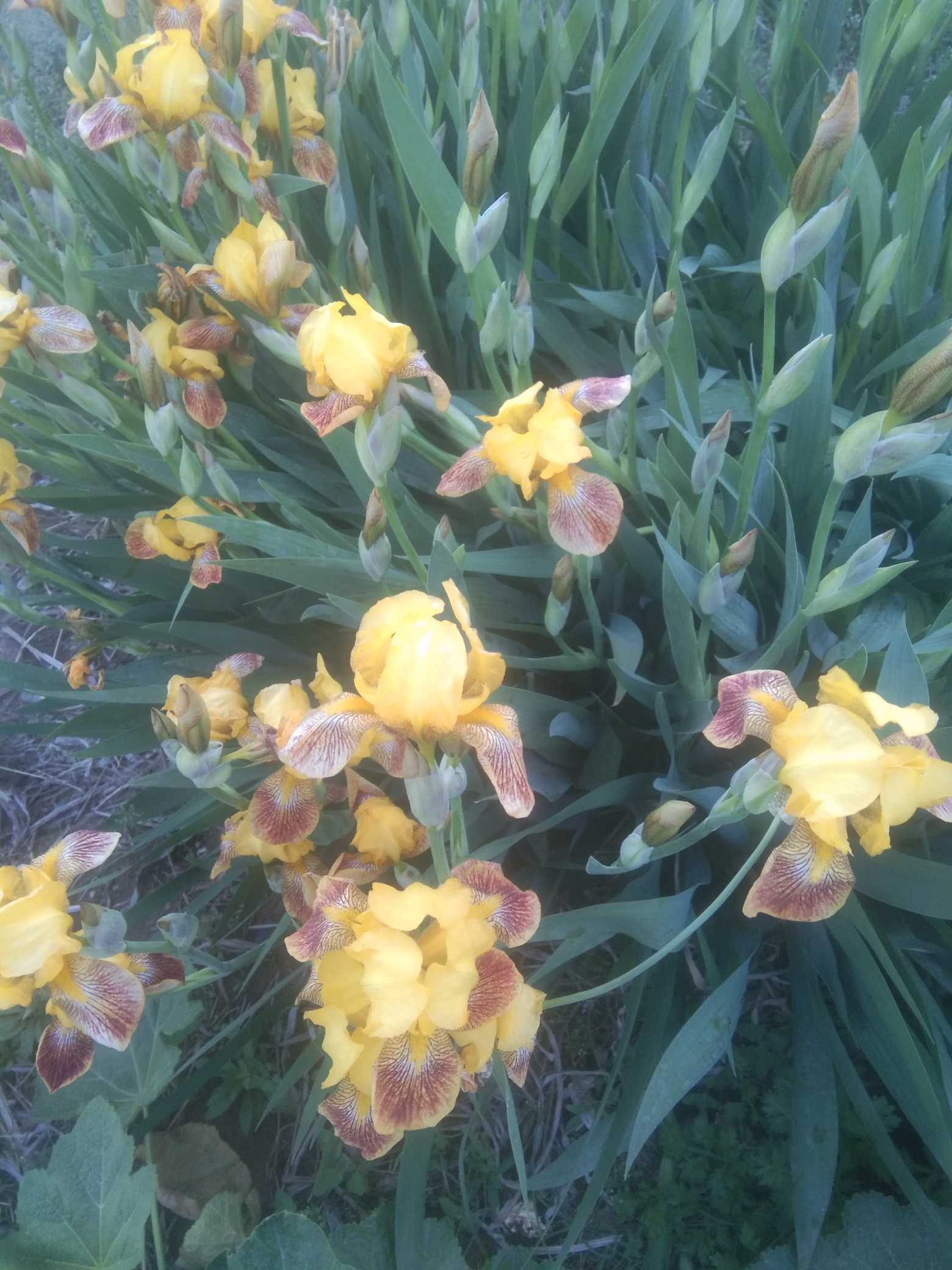 是鸢尾科鸢尾属植物,多年生草本.