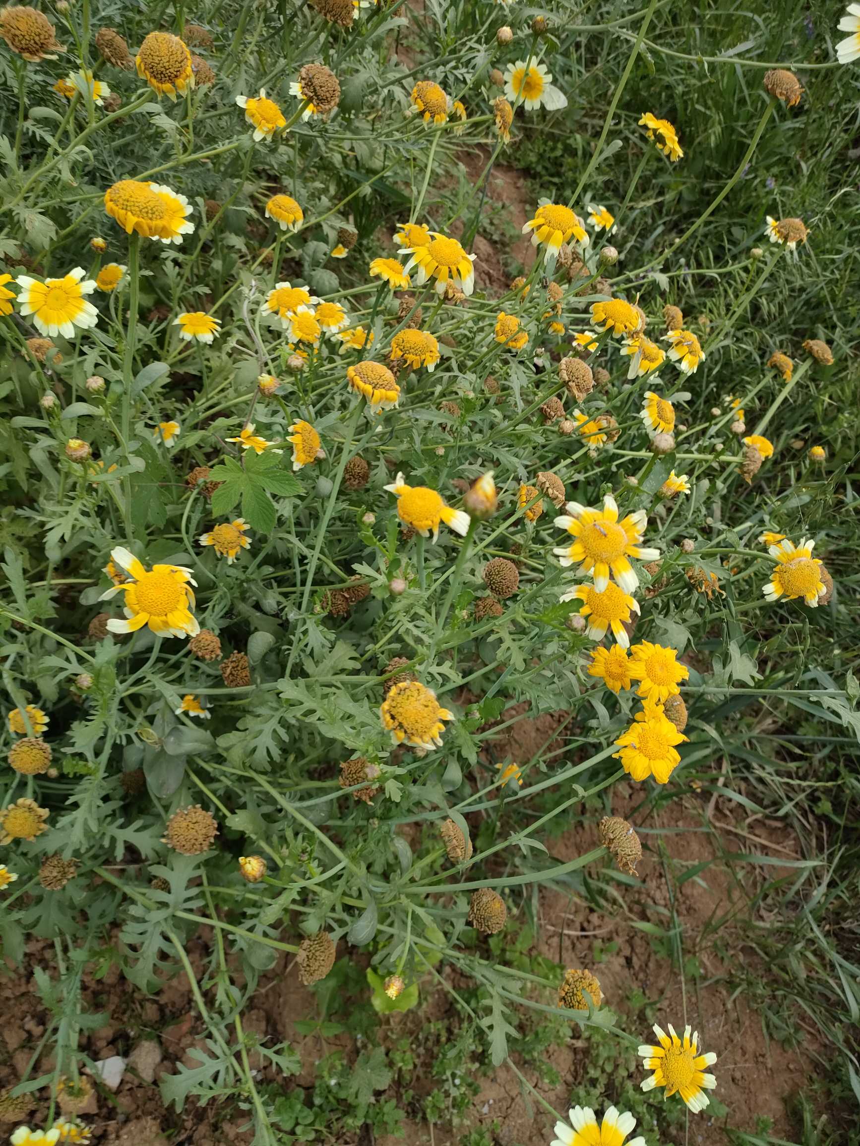 茼蒿(Glebionis coronaria)，又称同蒿、蓬蒿、蒿菜、菊花菜、塘蒿、蒿子杆、蒿子、蓬花菜、桐花菜(在福建等地也叫鹅菜、义菜)，为桔梗目、菊科、茼蒿属一年生或二年生草本植物。叶互生，长形羽状分裂，花黄色或白色，与野菊花很像。瘦果棱，高二三尺，茎叶嫩时可食，亦可入药。中国各地花园观赏栽培。河北、山东等地有野生。在中国古代，茼蒿为宫廷佳肴，所以又叫皇帝菜。茼蒿有蒿之清气、菊之甘香。据中国古药书载：茼蒿性味甘、辛、平，无毒，有“安心气，养脾胃，消痰饮，利肠胃”之功效。