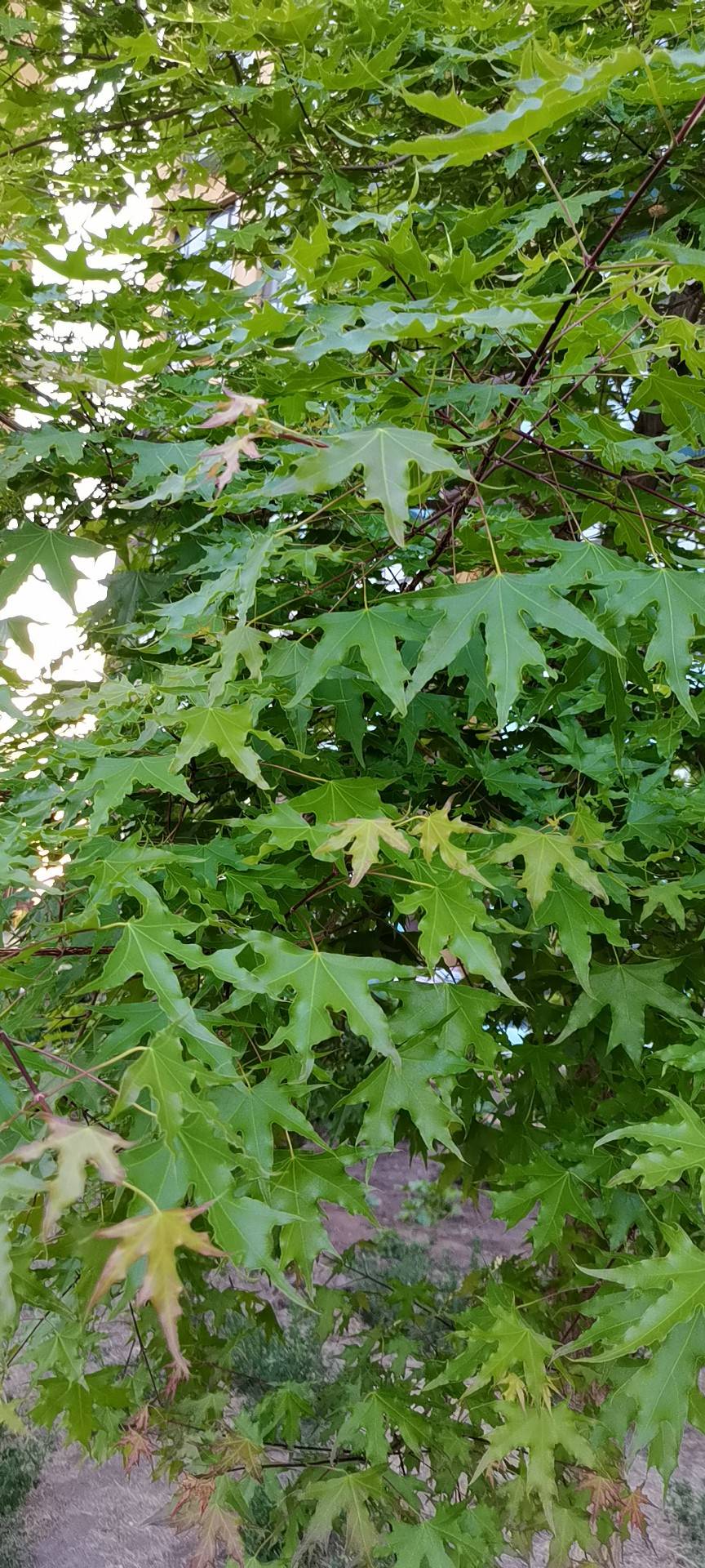 元宝槭(学名：Acer truncatum Bunge)，为无患子目、槭树科、槭属落叶乔木，又称元宝枫。高达8-10m，胸径80-180厘米。原产中国北方野生树种，多以次生林零散分布。树冠阔圆形，树皮灰黄色至灰色，有纵裂条纹，小枝对生光无毛，1年生枝淡赤褐色或绿色并带有绯红色，后呈灰色。单叶对生，掌状5裂，长5-10厘米，宽6-15厘米，全缘，先端渐尖，翅果。在辽宁东部山区分布甚广，生长于海拔400-1000米的疏林中。其树形优美，枝叶浓密，入秋后，颜色渐变红，红绿相映，甚为美观，是优良的园林绿化树种。