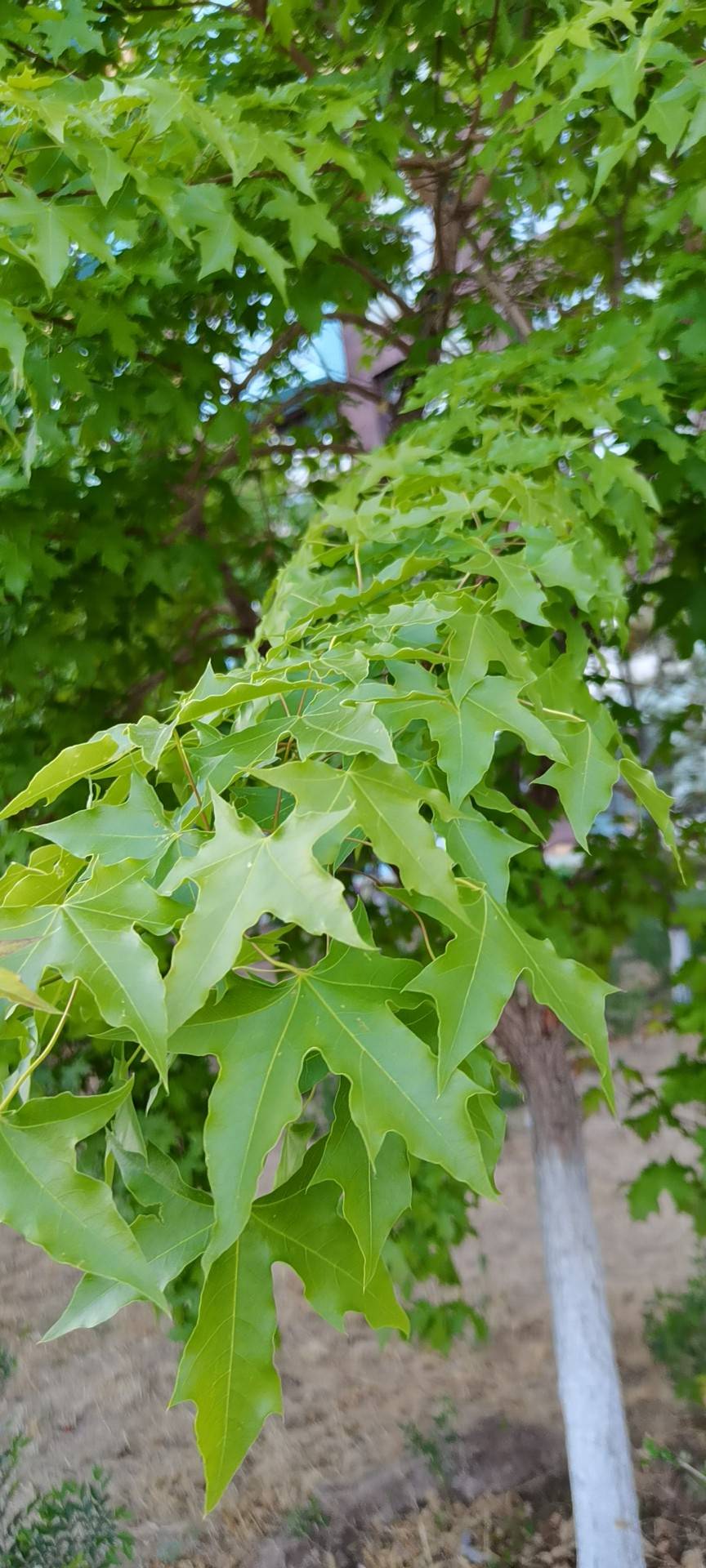 元宝槭(学名：Acer truncatum Bunge)，为无患子目、槭树科、槭属落叶乔木，又称元宝枫。高达8-10m，胸径80-180厘米。原产中国北方野生树种，多以次生林零散分布。树冠阔圆形，树皮灰黄色至灰色，有纵裂条纹，小枝对生光无毛，1年生枝淡赤褐色或绿色并带有绯红色，后呈灰色。单叶对生，掌状5裂，长5-10厘米，宽6-15厘米，全缘，先端渐尖，翅果。在辽宁东部山区分布甚广，生长于海拔400-1000米的疏林中。其树形优美，枝叶浓密，入秋后，颜色渐变红，红绿相映，甚为美观，是优良的园林绿化树种。