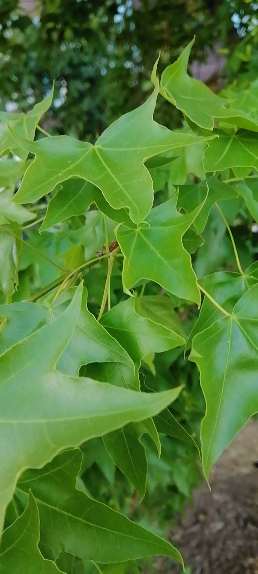 元宝槭(学名：Acer truncatum Bunge)，为无患子目、槭树科、槭属落叶乔木，又称元宝枫。高达8-10m，胸径80-180厘米。原产中国北方野生树种，多以次生林零散分布。树冠阔圆形，树皮灰黄色至灰色，有纵裂条纹，小枝对生光无毛，1年生枝淡赤褐色或绿色并带有绯红色，后呈灰色。单叶对生，掌状5裂，长5-10厘米，宽6-15厘米，全缘，先端渐尖，翅果。在辽宁东部山区分布甚广，生长于海拔400-1000米的疏林中。其树形优美，枝叶浓密，入秋后，颜色渐变红，红绿相映，甚为美观，是优良的园林绿化树种。