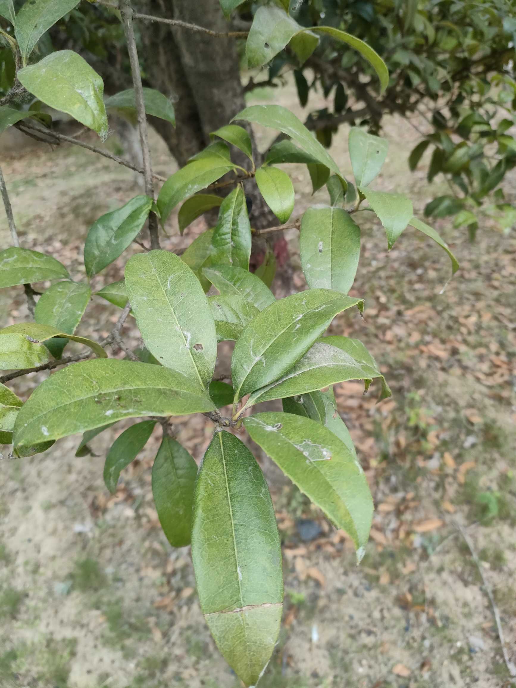 石楠树形
石楠（原变种），常绿灌木或中型乔木，高3-6米，有时可达12米；枝褐灰色，全体无毛；冬芽卵形，鳞片褐色，无毛。叶片革质，长椭圆形、长倒卵形或倒卵状椭圆形，长9-22厘米，宽3-6.5厘米，先端尾尖，基部圆形或宽楔形，边缘有疏生具腺细锯齿，近基部全缘，上面光亮，幼时中脉有绒毛，成熟后两面皆无毛，中脉显著，侧脉25-30对；叶柄粗壮，长2-4厘米，幼时有绒毛，以后无毛。
石楠花期
花期6-7月，复伞房花序顶生，直径10-16厘米；总花梗和花梗无毛，花梗长3-5毫米；花密生，直径6-8毫米；萼筒杯状，长约1毫米，无毛；萼片阔三角形，长约1毫米，先端急尖，无毛；花瓣白色，近圆形，直径3-4毫米，内外两面皆无毛；雄蕊20，外轮较花瓣长，内轮较花瓣短，花药带紫色；花柱2，有时为3，基部合生，柱头头状，子房顶端有柔毛。果10-11月成熟，果实球形，直径5-6毫米，红色，后成褐紫色，有1粒种子；种子卵形，长2毫米，棕色，平滑。
