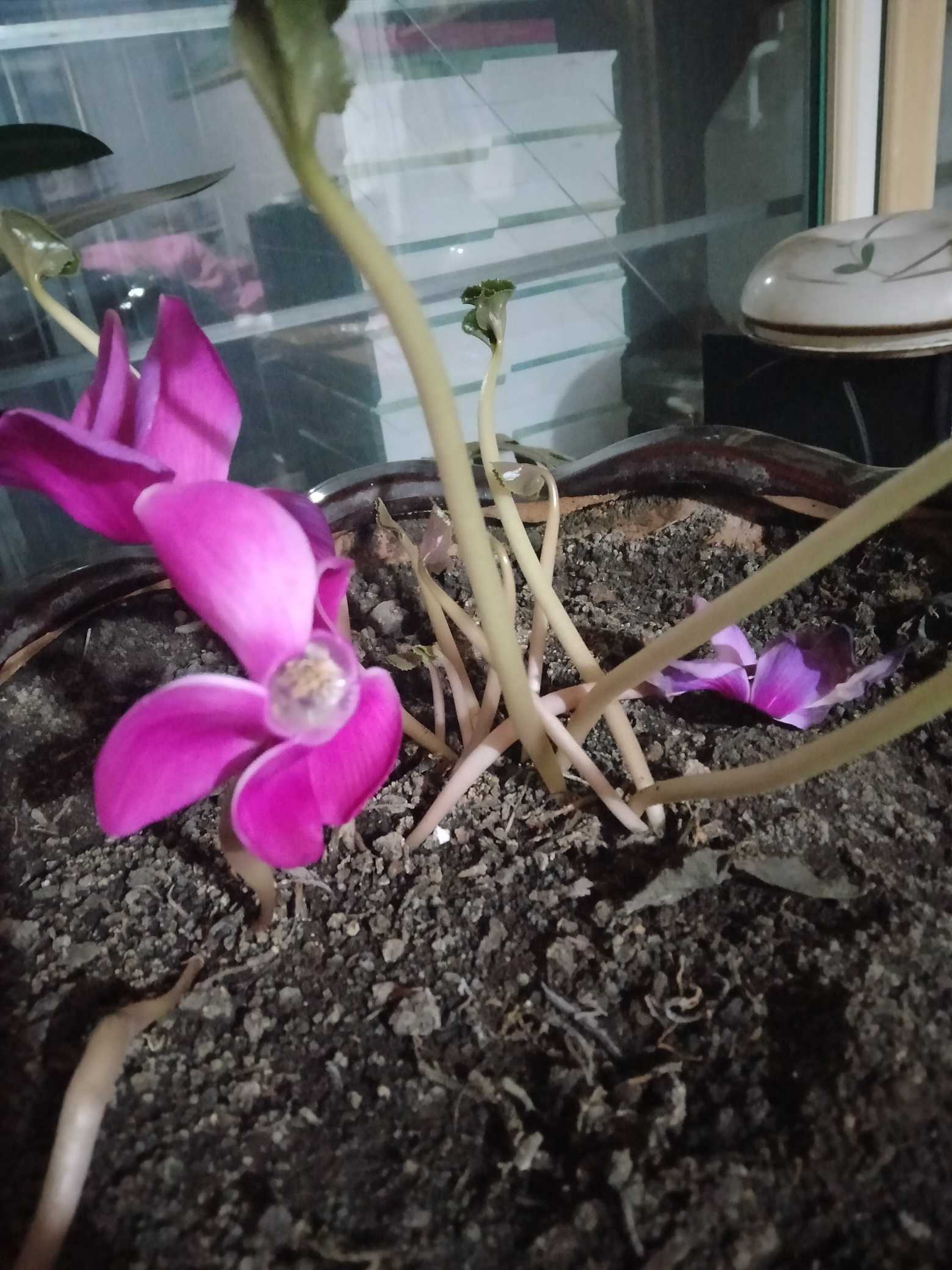 仙客来(Cyclamen persicum Mill.)，别名萝卜海棠、兔耳花、兔子花、一品冠、篝火花、翻瓣莲，是报春花科、仙客来属多年生草本植物，叶片由块茎顶部生出，心形、卵形或肾形，叶片有细锯齿，叶面绿色，具有白色或灰色晕斑，叶背绿色或暗红色，叶柄较长，红褐色。仙客来是一种普遍种植的鲜花，适合种植于室内花盆，冬季则需温室种植。仙客来的某些栽培种有浓郁的香气，而有些香气淡或无香气。“仙客来”一词来自学名Cyclamen的音译。仙客来是山东省青州市的市花，也是1995年天津举办的第43届世界乒乓球锦标赛的吉祥物。