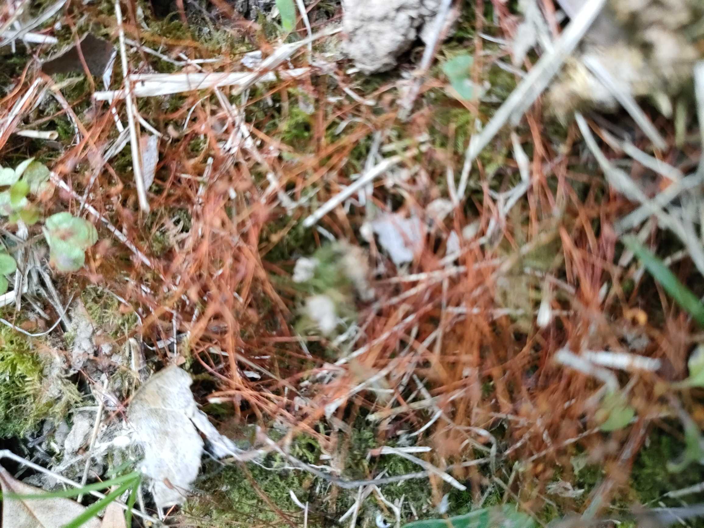 点地梅(学名：Androsace umbellata (Lour.) Merr.)是报春花科、点地梅属一年生或二年生草本植物。叶全部基生，叶片近圆形或卵圆形；叶柄被开展的柔毛。花葶通常数枚自叶丛中抽出，被白色短柔毛。伞形花序4-15花；苞片卵形至披针形；花梗纤细，被柔毛并杂生短柄腺体；花萼杯状，密被短柔毛，分裂近达基部，裂片菱状卵圆形，具3-6纵脉，果期增大，呈星状展开；花冠白色，裂片倒卵状长圆形。蒴果近球形，果皮白色，近膜质。分布于中国东北、华北和秦岭以南各省区；朝鲜、日本、菲律宾、越南、缅甸、印度均有分布。生于林缘、草地、疏林下或路旁。点地梅花小，形似梅花，盛花时如繁星点点，一片雪白，别有姿韵，植株低矮，适宜岩石园栽植及灌木丛旁作地被材料。全草入药，清热解毒、消肿止痛，主治扁桃体炎、咽喉炎、口腔炎，急性结膜炎、跌打损伤。小花也是制作压花作品的好原料。(概述图参考来源：)