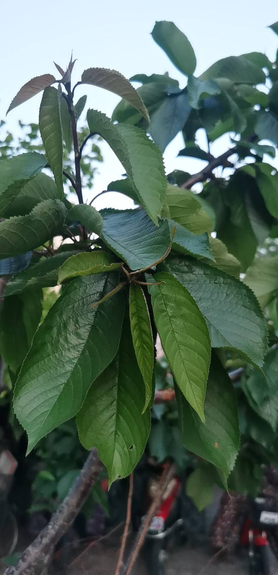 樱花(学名：Prunus subg.Cerasus sp.)：是蔷薇科、樱亚属植物，它并不是一种花，在园艺界，樱花是李属、樱亚属所有物种和种植品种的通称。在《中国植物志》新修订的名称中专指“东京樱花”，亦称“日本樱花”。樱花品种相当繁多，数目有三百种以上，全世界共有野生樱花约150种，中国有50多种。全世界约40种樱花类植物野生种祖先中，原产于中国的有33种。其他的则是通过园艺杂交所衍生得到的品种。樱花原产北半球温带环喜马拉雅山地区，在世界各地都有生长，主要在日本国生长。花每枝3到5朵，成伞状花序，花瓣先端缺刻，花色多为白色、粉红色。花常于3月与叶同放或叶后开花，随季节变化，樱花花色幽香艳丽，常用于园林观赏。樱花可分单瓣和复瓣两类，单瓣类能开花结果，复瓣类多半不结果。据文献资料考证，两千多年前的秦汉时期，樱花已在中国宫苑内栽培。唐朝时樱花已普遍出现在私家庭院。当时万国来朝，日本朝拜者将樱花带回了东瀛，其在日本已有1000多年的历史。樱花象征热烈、纯洁、高尚。被尊为日本国花。