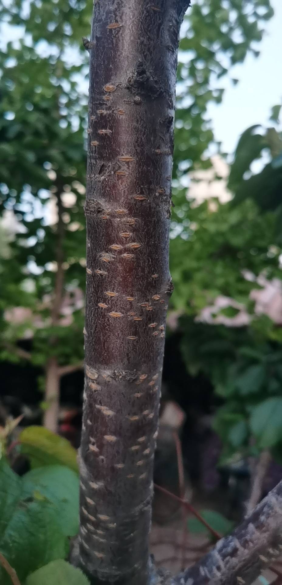 樱花(学名：Prunus subg.Cerasus sp.)：是蔷薇科、樱亚属植物，它并不是一种花，在园艺界，樱花是李属、樱亚属所有物种和种植品种的通称。在《中国植物志》新修订的名称中专指“东京樱花”，亦称“日本樱花”。樱花品种相当繁多，数目有三百种以上，全世界共有野生樱花约150种，中国有50多种。全世界约40种樱花类植物野生种祖先中，原产于中国的有33种。其他的则是通过园艺杂交所衍生得到的品种。樱花原产北半球温带环喜马拉雅山地区，在世界各地都有生长，主要在日本国生长。花每枝3到5朵，成伞状花序，花瓣先端缺刻，花色多为白色、粉红色。花常于3月与叶同放或叶后开花，随季节变化，樱花花色幽香艳丽，常用于园林观赏。樱花可分单瓣和复瓣两类，单瓣类能开花结果，复瓣类多半不结果。据文献资料考证，两千多年前的秦汉时期，樱花已在中国宫苑内栽培。唐朝时樱花已普遍出现在私家庭院。当时万国来朝，日本朝拜者将樱花带回了东瀛，其在日本已有1000多年的历史。樱花象征热烈、纯洁、高尚。被尊为日本国花。