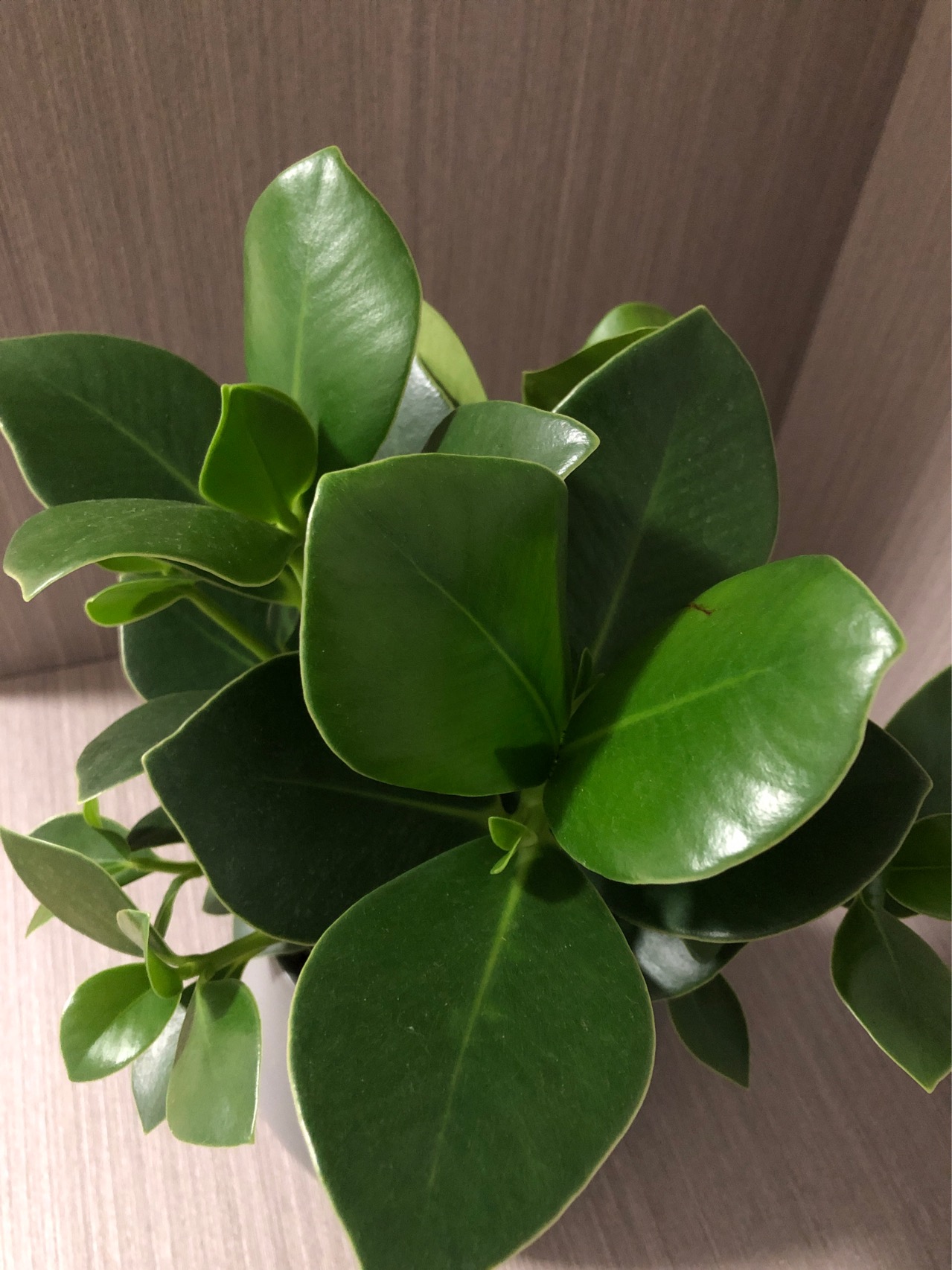 多年生肉质丛生草本，除花序轴和苞片基部外无毛。
茎匍匐，多分枝，长10-30厘米，下部节上生根，节间有粗纵棱。叶密集，大小近相等，4或3片轮生，带肉质，有透明腺点，干时变淡黄色，常有皱纹，略背卷，阔椭圆形或近圆形，长9-12毫米，宽5-9毫米，两端钝或圆，无毛或稀被疏毛；叶脉3条，细弱，通常不明显；叶柄短，长1-2毫米，无毛或被短柔毛。
穗状花序单生，顶生和腋生，长2-4.5厘米；总花梗被疏毛或近无毛，花序轴密被毛；苞片近圆形，有短柄，盾状；花药近椭圆形，花丝短；子房卵形，着生于花序轴的凹陷处，柱头顶生，近头状，被短柔毛。
浆果近卵形，长近1毫米，顶端尖。花期2-4月及9-12月。
