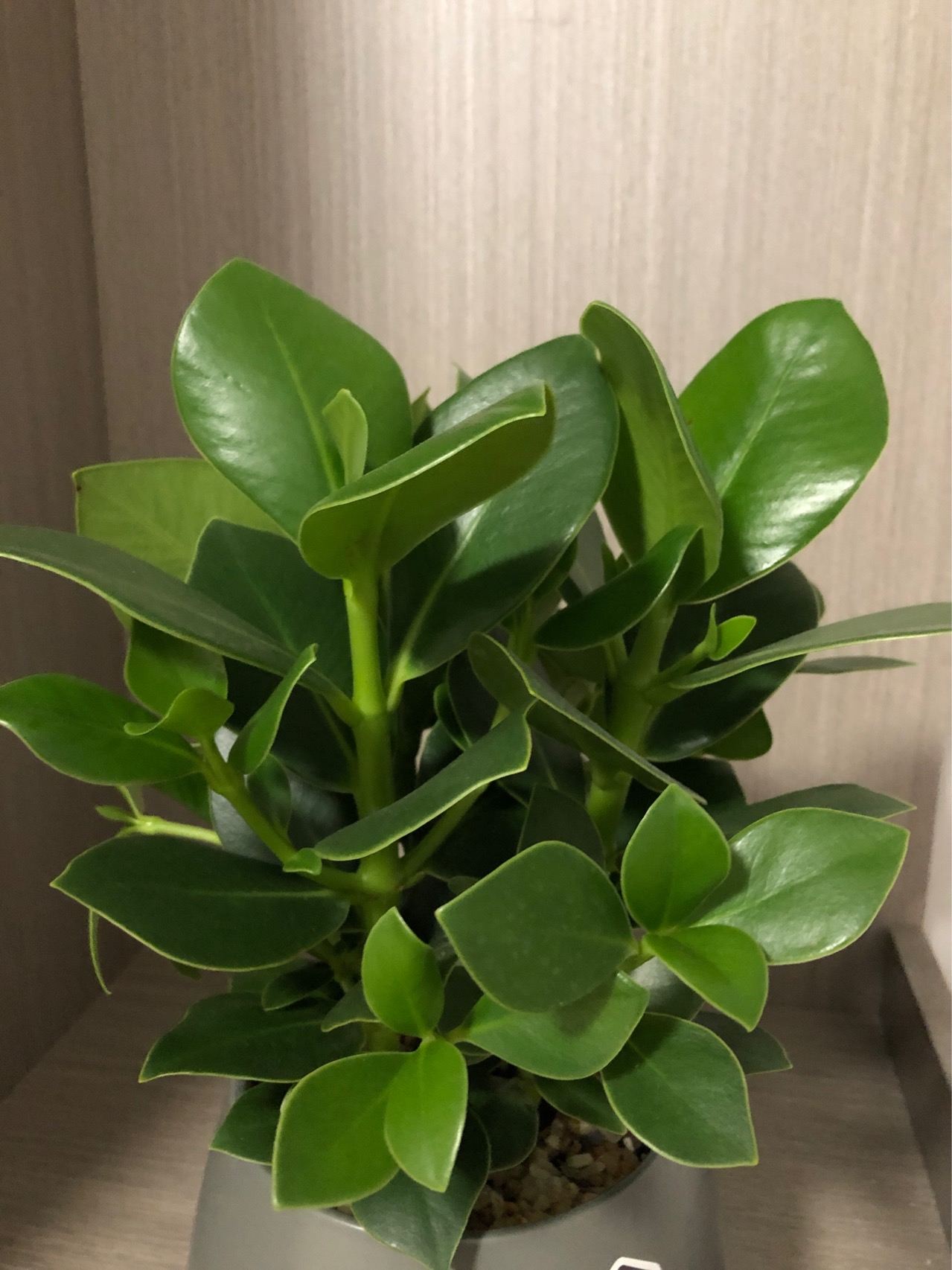 多年生肉质丛生草本，除花序轴和苞片基部外无毛。
茎匍匐，多分枝，长10-30厘米，下部节上生根，节间有粗纵棱。叶密集，大小近相等，4或3片轮生，带肉质，有透明腺点，干时变淡黄色，常有皱纹，略背卷，阔椭圆形或近圆形，长9-12毫米，宽5-9毫米，两端钝或圆，无毛或稀被疏毛；叶脉3条，细弱，通常不明显；叶柄短，长1-2毫米，无毛或被短柔毛。
穗状花序单生，顶生和腋生，长2-4.5厘米；总花梗被疏毛或近无毛，花序轴密被毛；苞片近圆形，有短柄，盾状；花药近椭圆形，花丝短；子房卵形，着生于花序轴的凹陷处，柱头顶生，近头状，被短柔毛。
浆果近卵形，长近1毫米，顶端尖。花期2-4月及9-12月。
