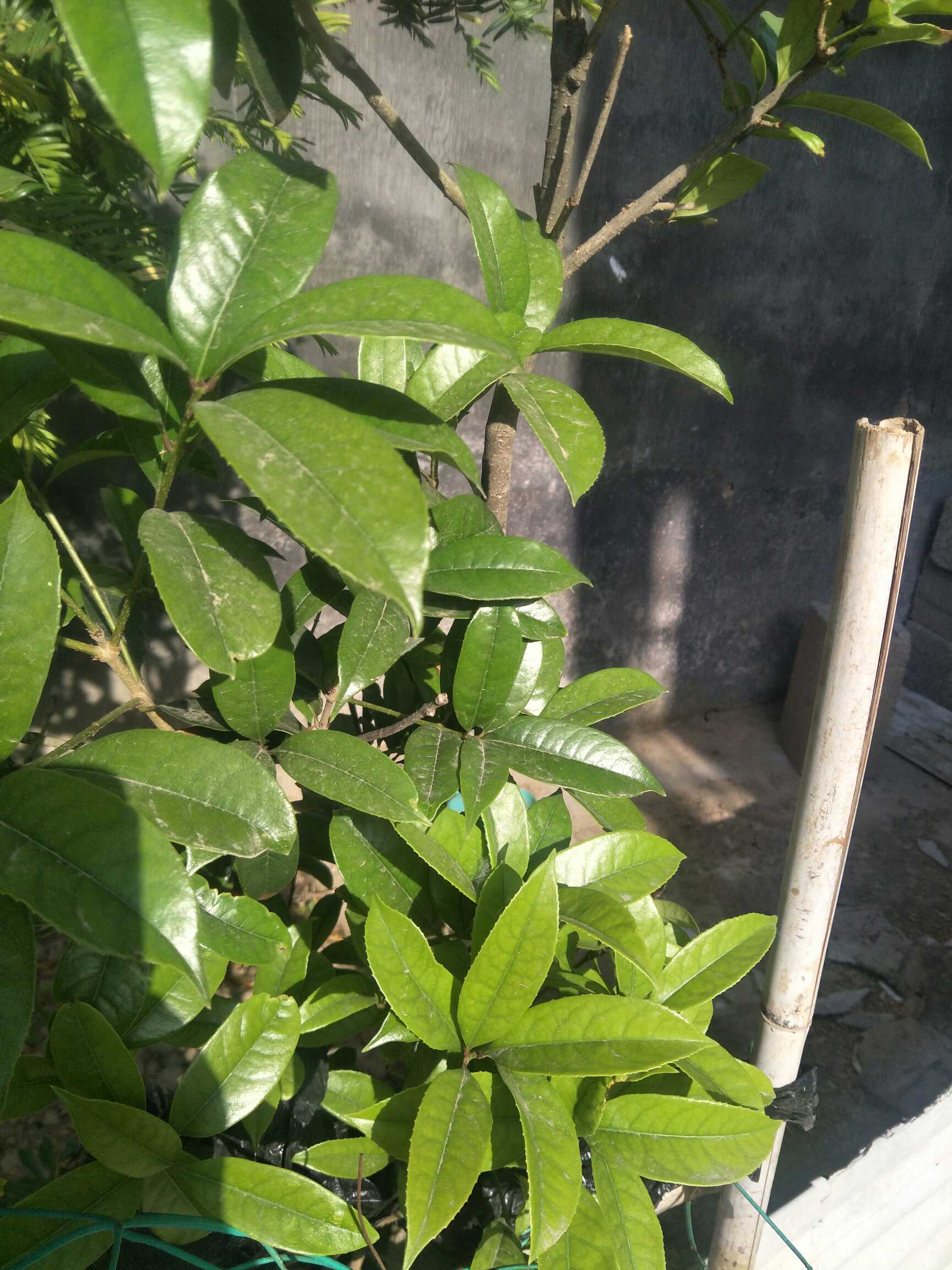 桂花是常绿乔木或灌木，高3-5米，最高可达18米；树皮灰褐色。小枝黄褐色，无毛。叶片革质，椭圆形、长椭圆形或椭圆状披针形，长7-14.5厘米，宽2.6-4.5厘米，先端渐尖，基部渐狭呈楔形或宽楔形，全缘或通常上半部具细锯齿，两面无毛，腺点在两面连成小水泡状突起，中脉在上面凹入，下面凸起，侧脉6-8对，多达10对，在上面凹入，下面凸起；叶柄长0.8-1.2厘米，最长可达15厘米，无毛。
聚伞花序簇生于叶腋，或近于帚状，每腋内有花多朵；苞片宽卵形，质厚，长2-4毫米，具小尖头，无毛；花梗细弱，长4-10毫米，无毛；花极芳香；花萼长约1毫米，裂片稍不整齐；花冠黄白色、淡黄色、黄色或桔红色，长3-4毫米，花冠管仅长0.5-1毫米；雄蕊着生于花冠管中部，花丝极短，长约0.5毫米，花药长约1毫米，药隔在花药先端稍延伸呈不明显的小尖头；雌蕊长约1.5毫米，花柱长约0.5毫米。果歪斜，椭圆形，长1-1.5厘米，呈紫黑色。花期9-10月上旬，果期翌年3月。
有生长势强、枝干粗壮、叶形较大、叶表粗糙、叶色墨绿、花色橙红的丹桂；有长势中等、叶表光滑、叶缘具锯齿、花呈乳白色的银桂，且花朵茂密、香味甜郁；生长势较强、叶表光滑、叶缘稀疏锯齿或全缘、花呈淡黄色、花朵稀疏、淡香，除秋季9-10月与上列品种同时开花外，还可每2个月或3个月又开一次的四季桂。丹桂和四季桂，果实为紫黑色核果，俗称桂子。桂花实生苗有明显的主根，根系发达深长。幼根浅黄褐色，老根黄褐色。
