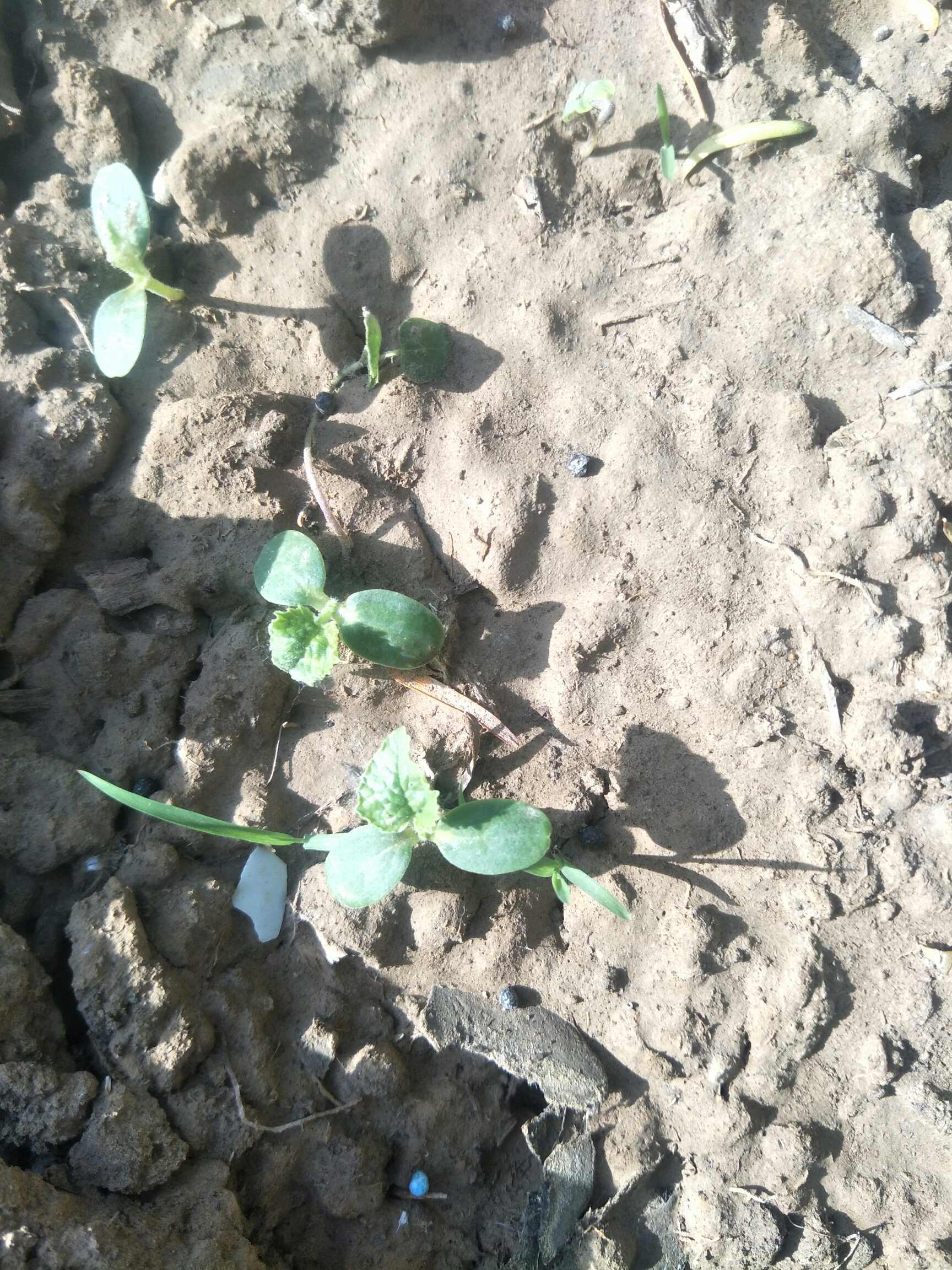 薄荷(学名：Mentha canadensis Linnaeus)是唇形科、薄荷属植物，即同属其他干燥全草。多生于山野湿地河旁，根茎横生地下，多生于2100米海拔高度，但也可在3500米海拔上生长，是一种有特种经济价值的芳香作物。全株青气芳香。叶对生，花小淡紫色，唇形，花后结暗紫棕色的小粒果。薄荷是中华常用中药之一。它是辛凉性发汗解热药，治流行性感冒、头疼、目赤、身热、咽喉、牙床肿痛等症。外用可治神经痛、皮肤瘙痒、皮疹,湿疹等。平常以薄荷代茶，清心明目。在中国，薄荷主要以江苏、安徽两省产量最大。薄荷栽种方式有根茎栽植、分株栽植和扦插繁殖三种。光棚温室采摘的薄荷又是春节餐桌上的鲜菜。清爽可口。
