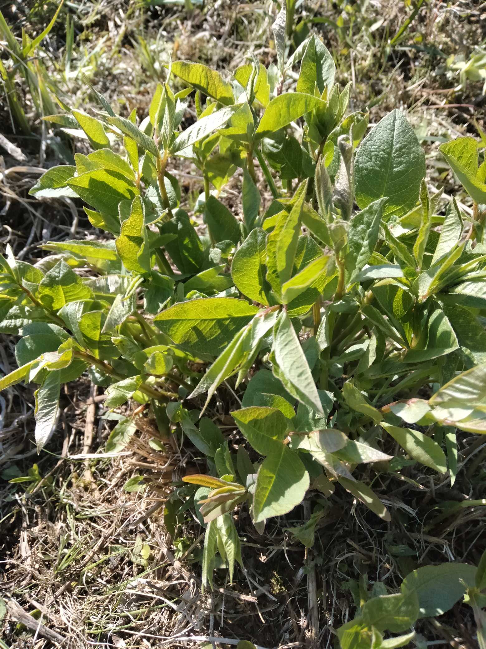 栀子花,花朵簇状约30枚瓣，奶油色，中心黄色；花径12cm；气味果香.