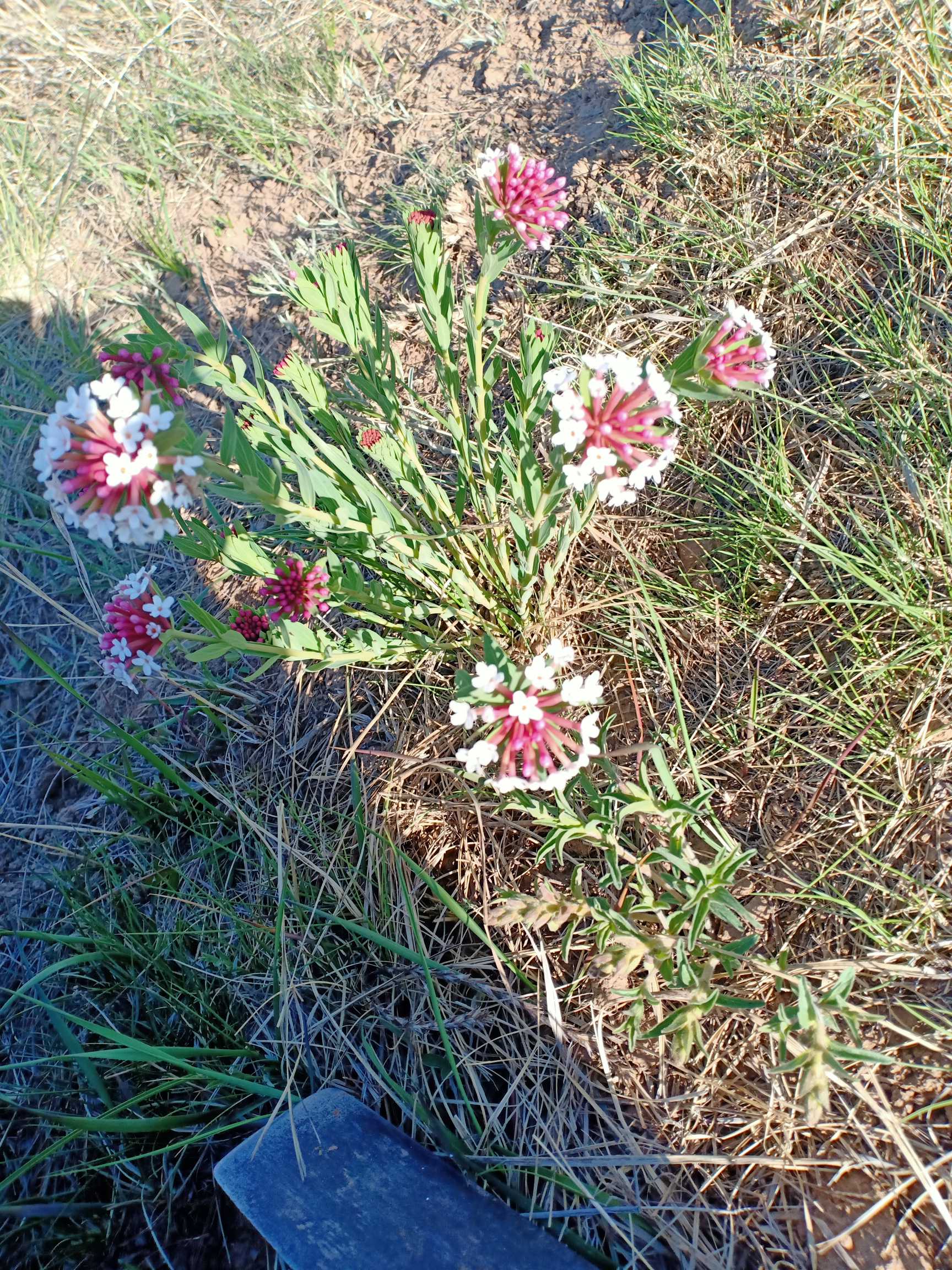 狼毒(学名：Stellera chamaejasme Linn.)是瑞香科狼毒属植物，多年生草本，高20-50厘米；根茎木质，粗壮，圆柱形，不分枝或分枝，表面棕色，内面淡黄色；茎直立，丛生，不分枝，纤细，绿色，。叶散生，稀对生或近轮生，薄纸质，披针形或长圆状披针形，稀长圆形。花白色、黄色至带紫色，芳香，多花的头状花序，顶生，圆球形。果实圆锥形，长5毫米，直径约2毫米，上部或顶部有灰白色柔毛，为宿存的花萼筒所包围；种皮膜质，淡紫色。花期4-6月，果期7-9月。分布于俄罗斯(西伯利亚)和中国北方各省区及西南地区。生于海拔2600-4200米的干燥而向阳的高山草坡、草坪或河滩台地。狼毒的毒性较大，可以杀虫；根入药，有祛痰、消积、止痛之功能，外敷可治疥癣。根还可提取工业用酒精，根及茎皮可造纸。(概述图参考来源：)