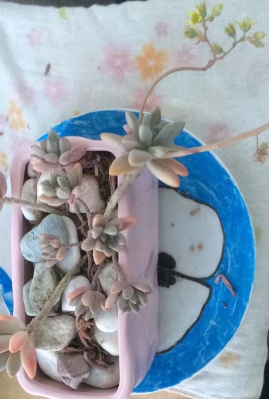 多肉植物秋丽(xGraptosedum 'Francesco Baldi')隶属于景天科，是风车草属与景天属的属间杂交种。易群生，喜光照。在温差大、阳光充足的环境下株型紧凑，叶片饱满，且可呈现出粉、紫、红、橙、黄等多种叶色。起源未知，可能的杂交亲本是(母本)胧月(Graptopetalum paraguayense)和(父本)乙女心(Sedum pachyphyllum)。“秋丽”一名直译自其日文名。此品种常被与姬秋丽混淆或误被标为风车草属(实为属间杂交种)。虽然秋丽的名称与姬秋丽相似，文献记载并未显示这两者亲本相同或有杂交关系。