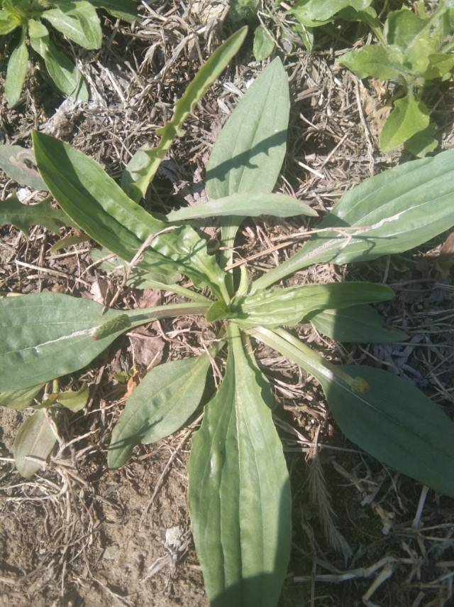 车前(学名：Plantago asiatica L.)，又名车前草、车轮草等。二年生或多年生草本。须根多数。根茎短，稍粗。叶基生呈莲座状，平卧、斜展或直立；叶片薄纸质或纸质，宽卵形至宽椭圆形。花序3-10个，直立或弓曲上升；花序梗有纵条纹，疏生白色短柔毛；穗状花序细圆柱状；苞片狭卵状三角形或三角状披针形。花具短梗；花萼长2-3毫米，萼片先端钝圆或钝尖，龙骨突不延至顶端，前对萼片椭圆形。花冠白色，无毛，冠筒与萼片约等长。雄蕊着生于冠筒内面近基部，与花柱明显外伸，花药卵状椭圆形。胚珠7-15(-18)。蒴果纺锤状卵形、卵球形或圆锥状卵形。种子5-6(-12)，卵状椭圆形或椭圆形；子叶背腹向排列。花期4-8月，果期6-9月。产中国多省地。生于草地、沟边、河岸湿地、田边、路旁或村边空旷处，海拔3-3200米。朝鲜、俄罗斯(远东)、日本、尼泊尔、马来西亚、印度尼西亚也有分布。全草可药用，具有利尿、清热、明目、祛痰 药理作用的功效。(概述图来源：)