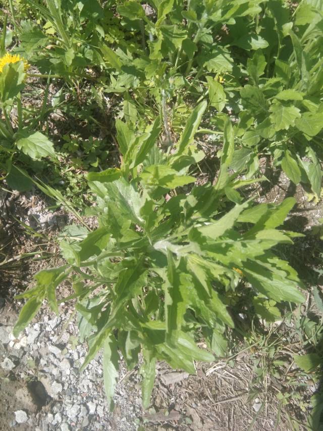 一年蓬，中药名。为菊科植物一年蓬Erigeron annuus (L.) Pers.的全草。分布于吉林、河北、山东、江苏、安徽、浙江、江西、福建、河南、湖北、湖南、四川及西藏等地。具有消食止泻，清热解毒，截疟之功效。用于消化不良，胃肠炎，齿龈炎，疟疾，毒蛇咬伤。