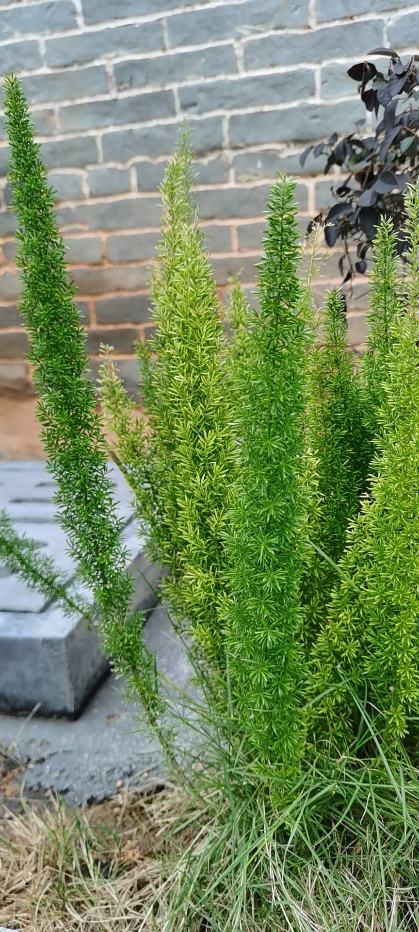 天门冬,(拉丁学名:asparagus cochinchinensis(lour