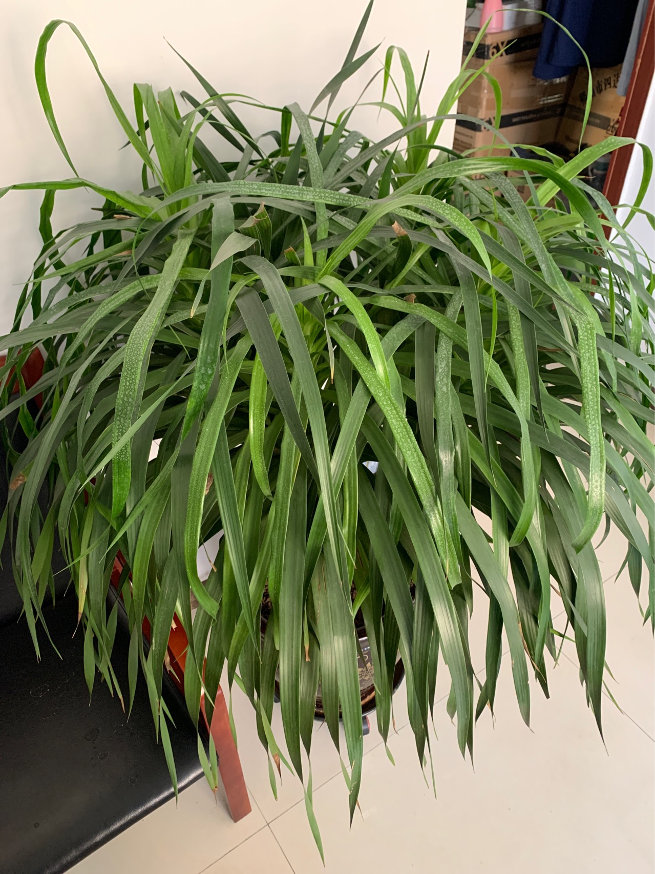 酒瓶兰(学名：Beaucarnea recurvata Lem.)是龙舌兰科，酒瓶兰属观叶常绿小乔木。盆栽种植的一般0.5-1.0米。其地下根肉质，茎干直立，状似酒瓶；膨大茎干具有厚木栓层的树皮，呈灰白色或褐色。叶着生于茎于顶端，细长线状，革质而下垂，叶缘具细锯齿。老株表皮会龟裂，状似龟甲，颇具特色。叶线形，全缘或细齿缘，软垂状，开花白色。原产墨西哥西北部干旱地区，中国长江流域广泛栽培，中国北方多作盆栽。酒瓶兰作为观茎赏叶花卉，用其布置客厅、书室，装饰宾馆、会场，都给人以新颖别致的感受。可以多种规格栽植作为室内装饰，以精美盆钵种植小型植株，置于案头、台面，显得优雅清秀。以中大型盆栽种植，用来布置厅堂、会议室、会客室、宾馆、商场等场所，极富热带情趣，颇耐欣赏。(概述图参考来源：中国自然标本馆)